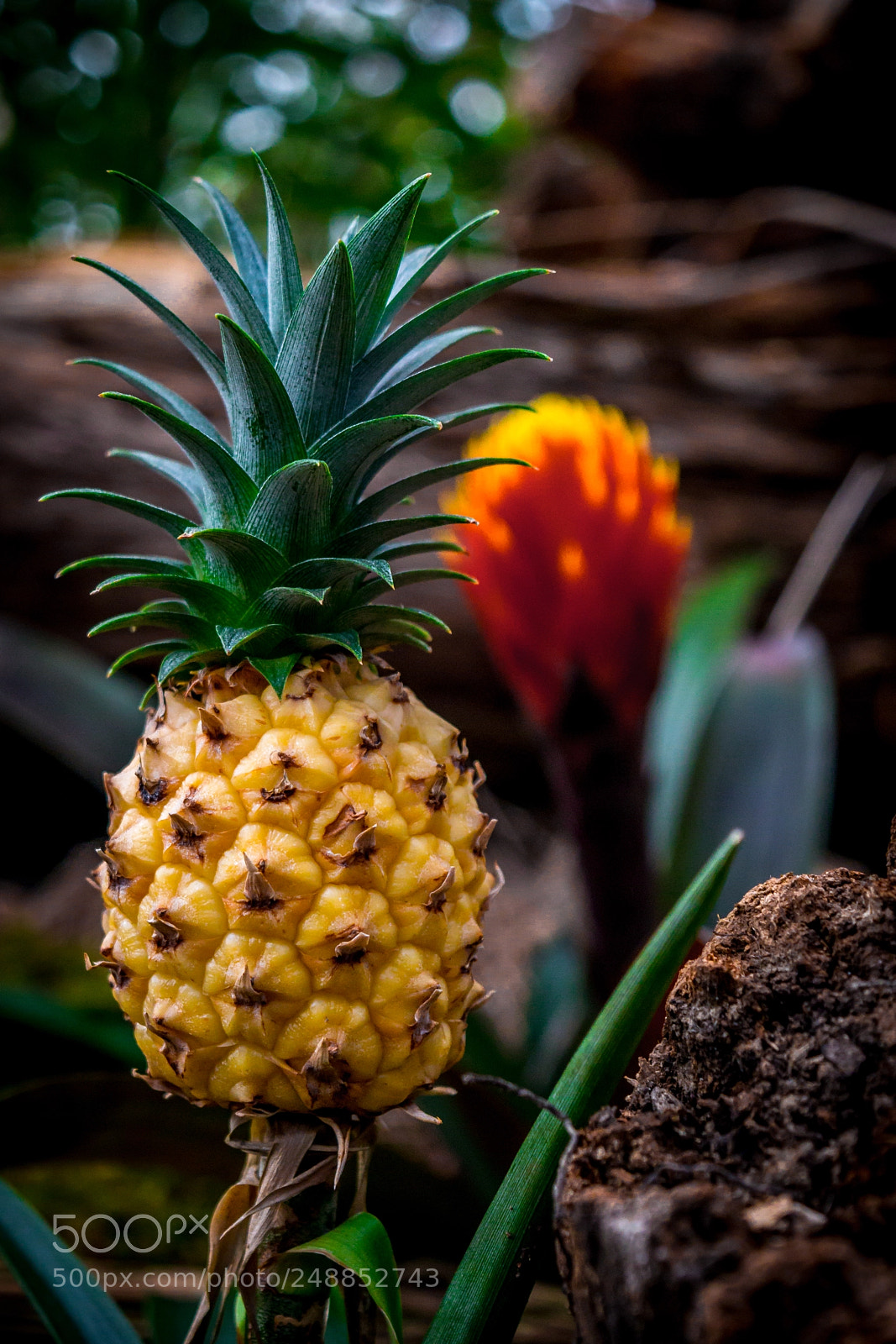 Nikon D5300 sample photo. A small one photography