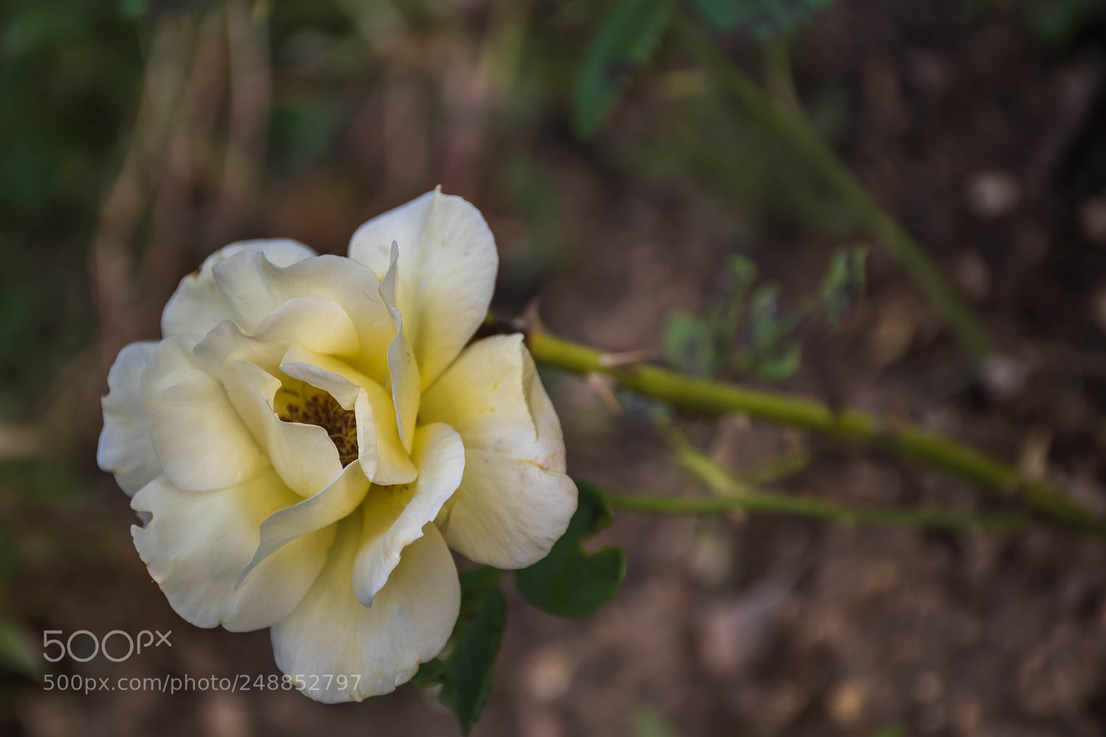 Nikon D5500 sample photo. Wild beauty.. photography