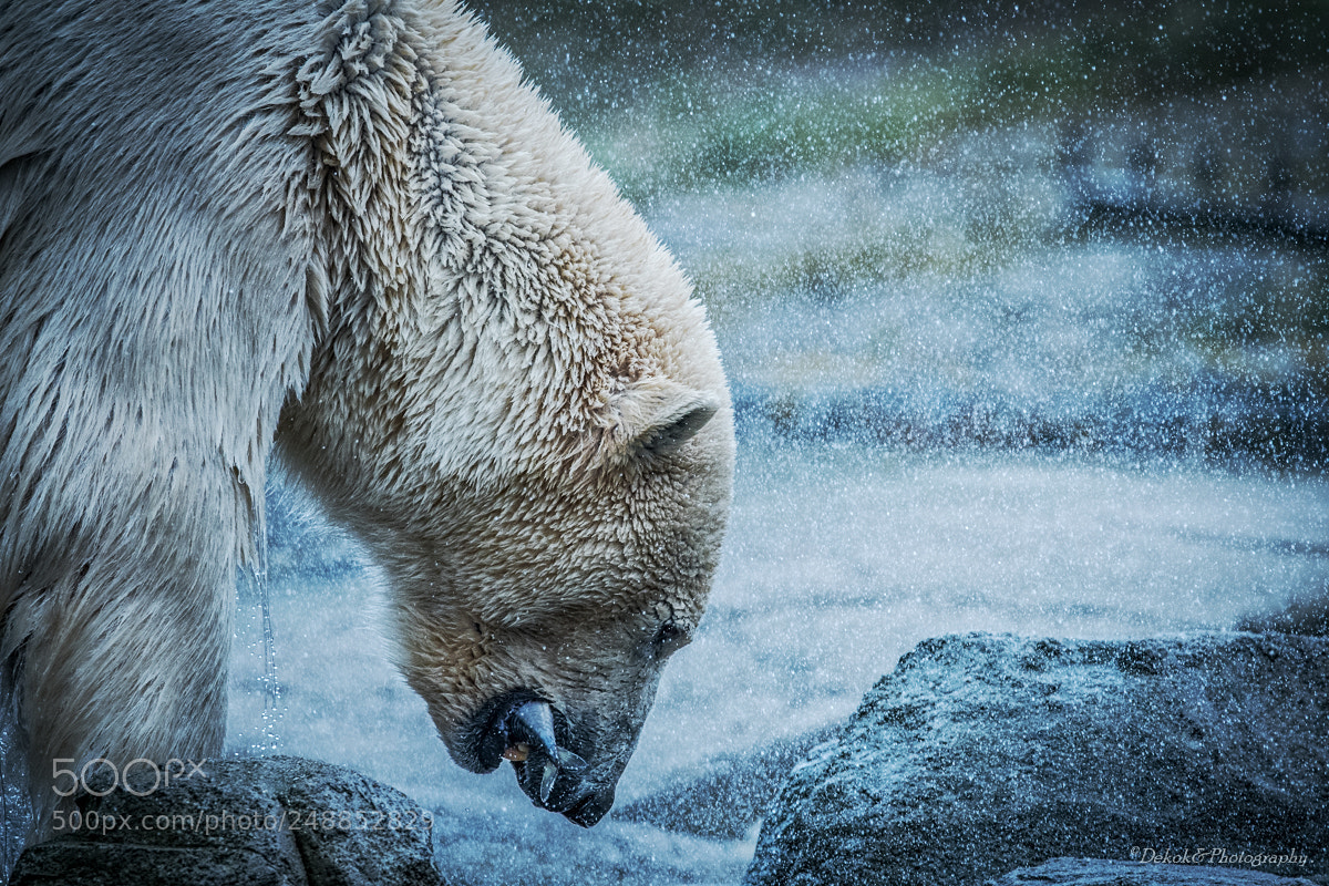 Nikon D500 sample photo. Polar bear and fish .... photography