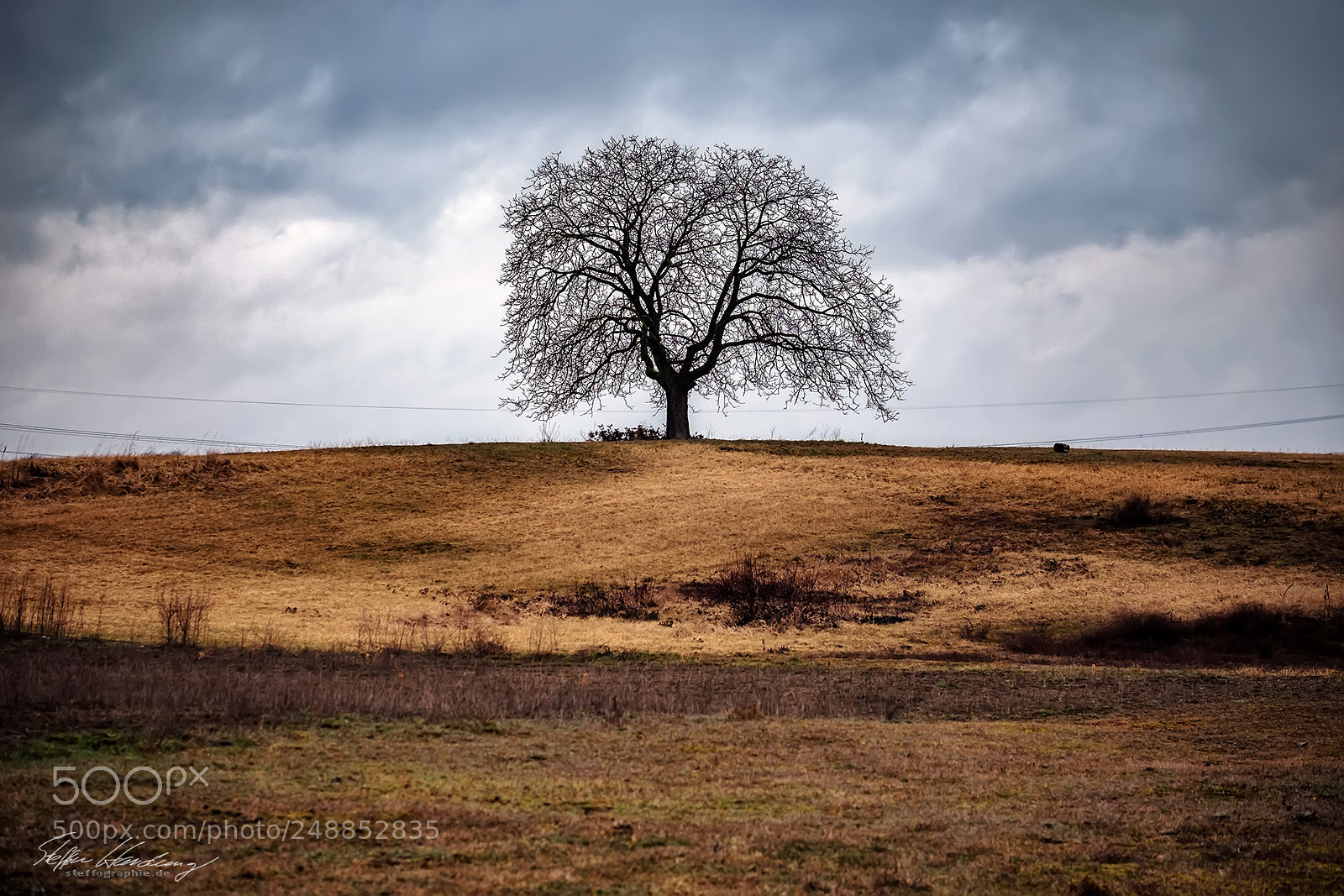 Fujifilm X-T2 sample photo. Desert tree photography