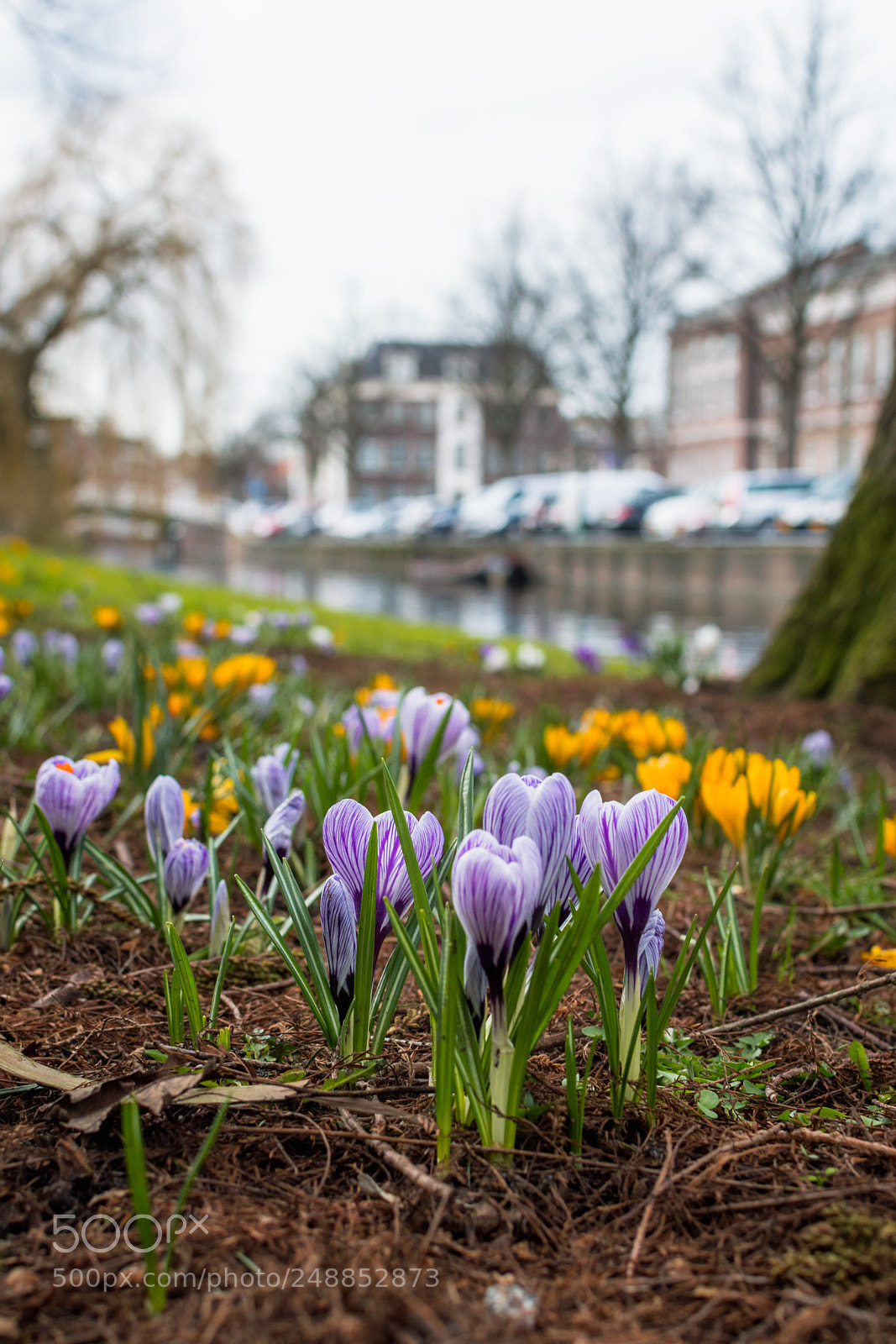 Nikon D3200 sample photo. Crocus in van der photography