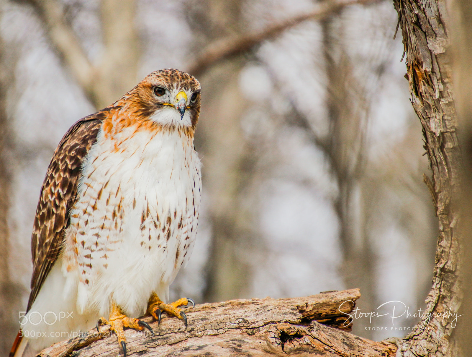 Canon EOS 80D sample photo. Redtail hawk edited mg photography