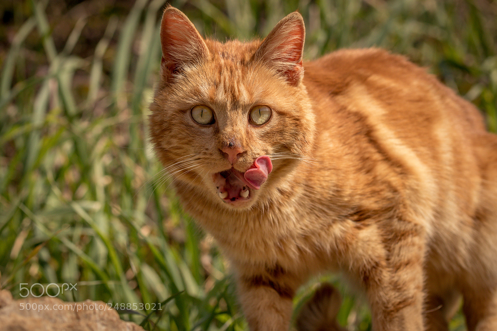 Canon EOS 7D Mark II sample photo. !!! photography