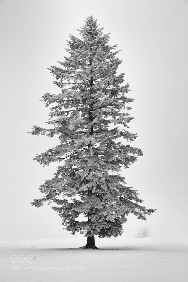 Canon EOS 7D Mark II sample photo. Forms of white ii photography