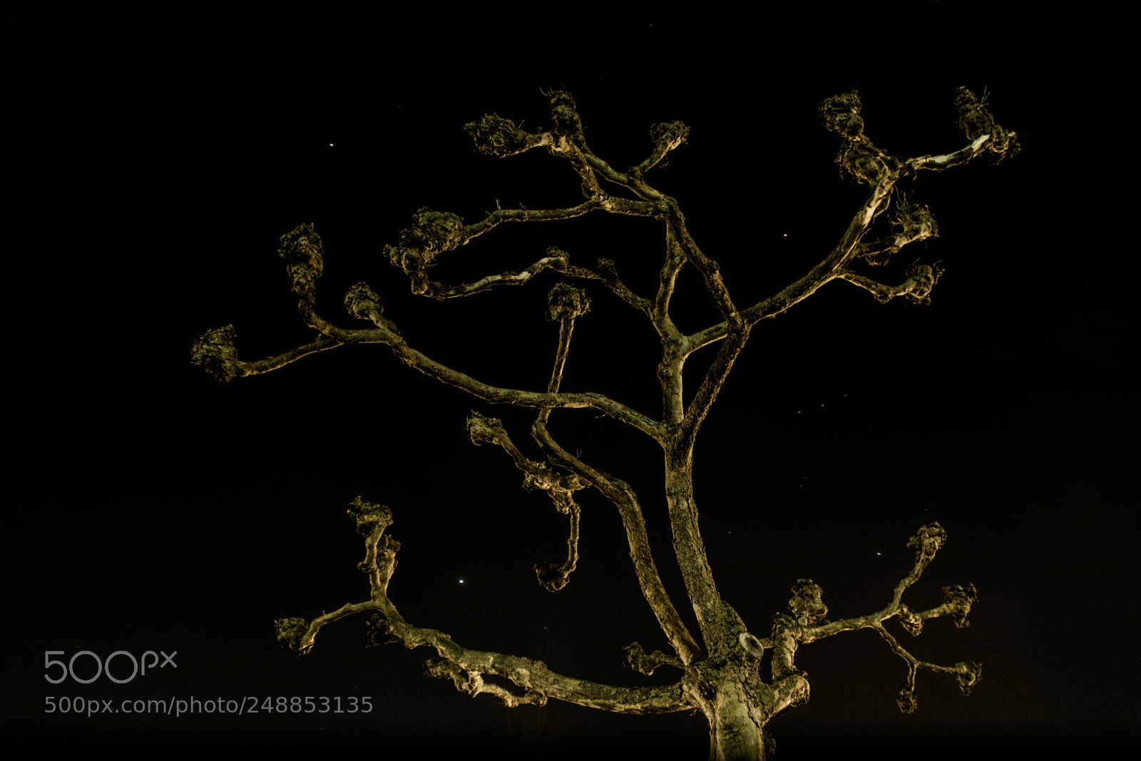 Nikon D3300 sample photo. Tree and stars photography