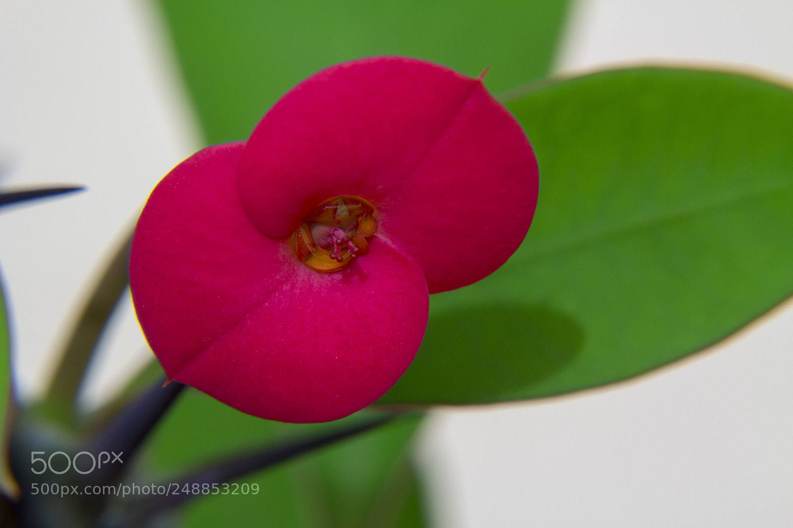 Canon EOS 650D (EOS Rebel T4i / EOS Kiss X6i) sample photo. Flower photography