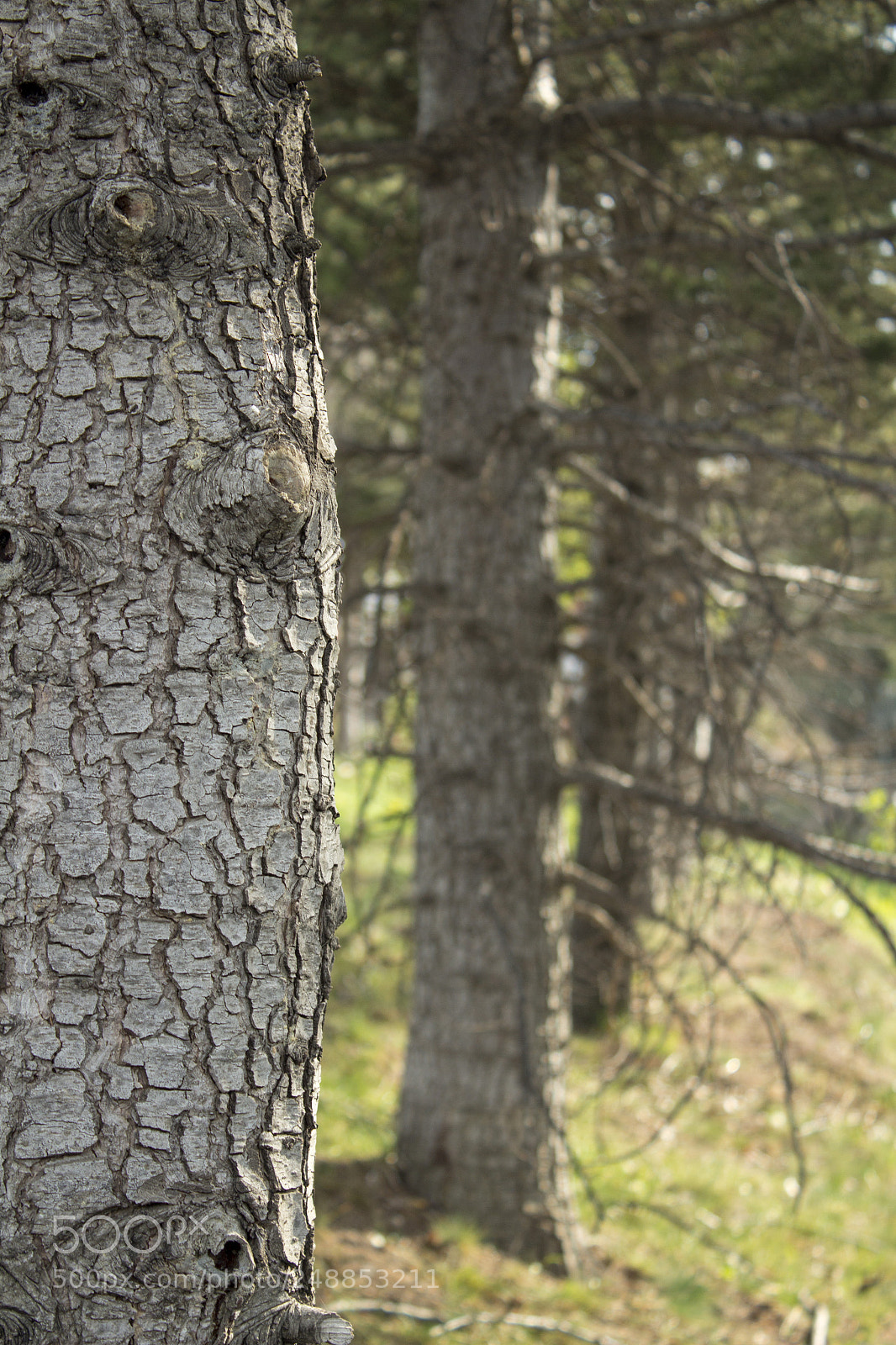 Canon EOS 650D (EOS Rebel T4i / EOS Kiss X6i) sample photo. Tree photography