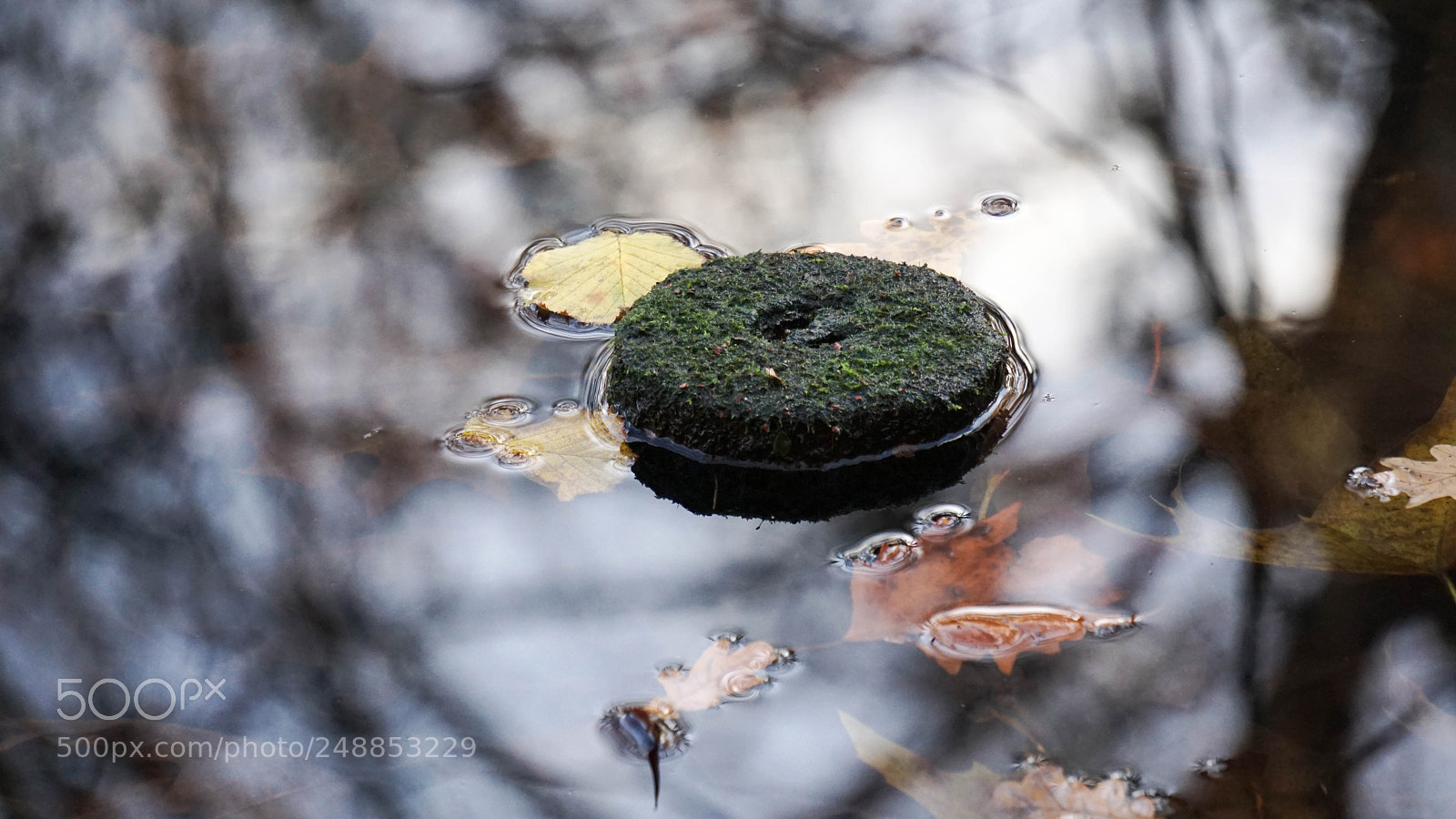 Sony a6000 sample photo. Tiergarten1 photography