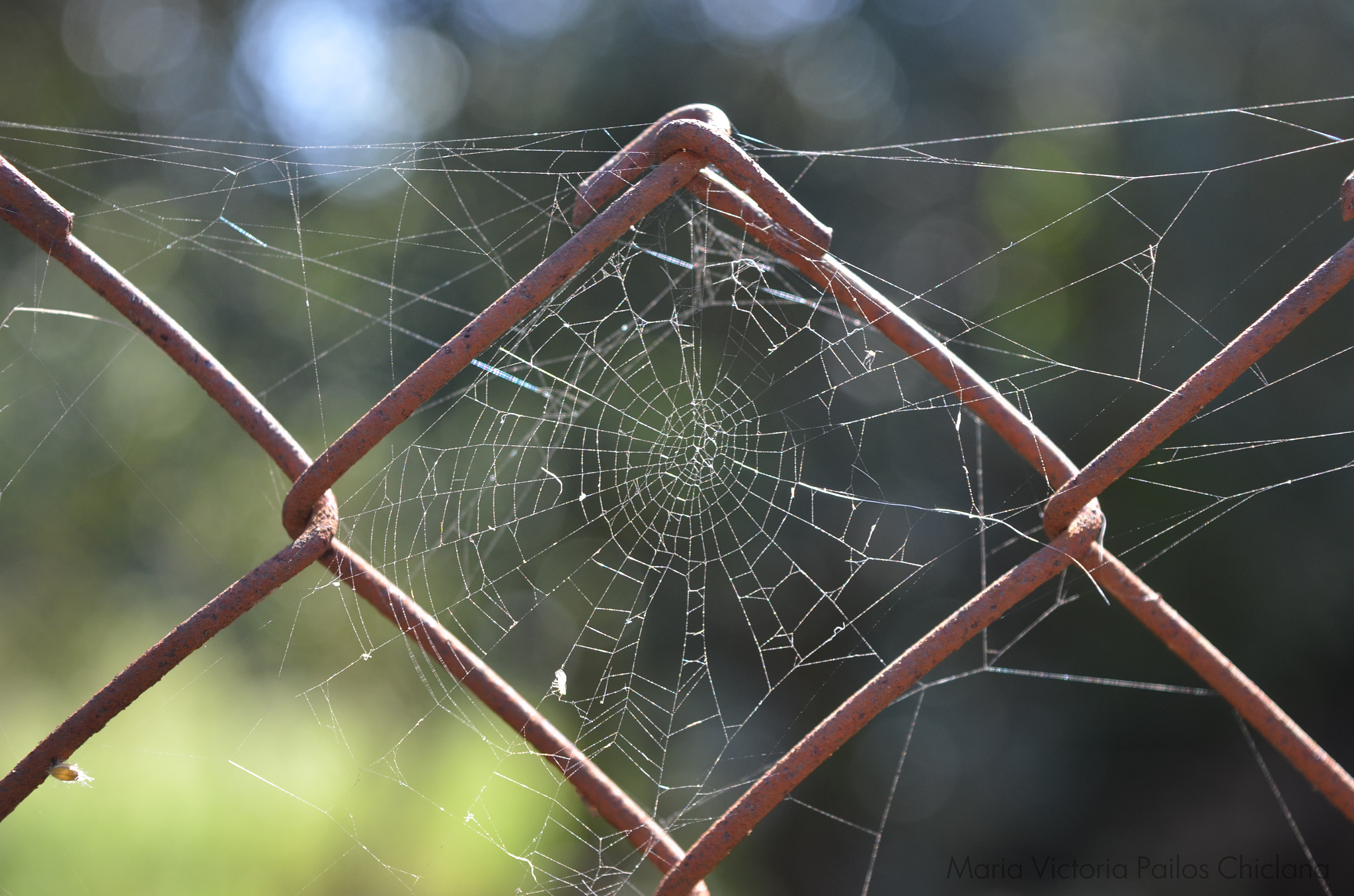 Nikon D7000 sample photo. Spiderweb photography