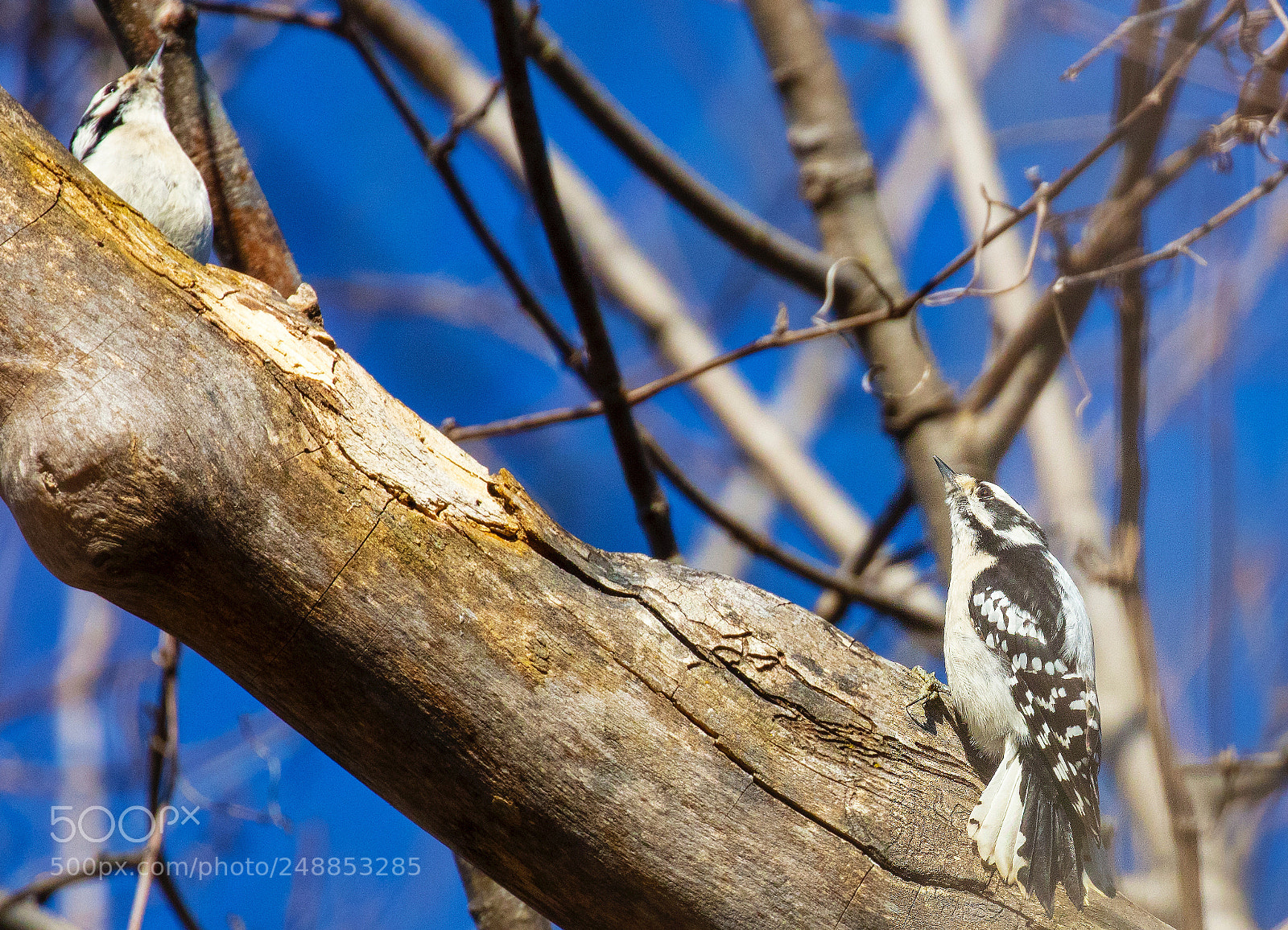 Canon EOS 5DS R sample photo. Birds photography
