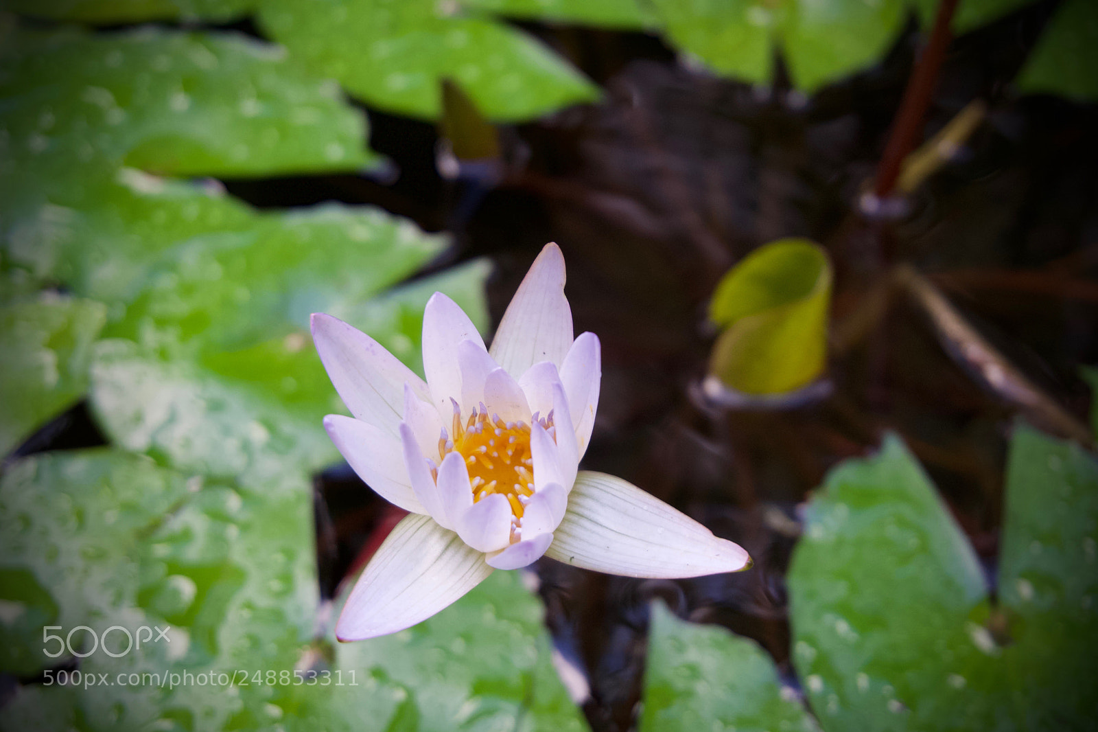 Sony a6000 sample photo. Water lilly photography