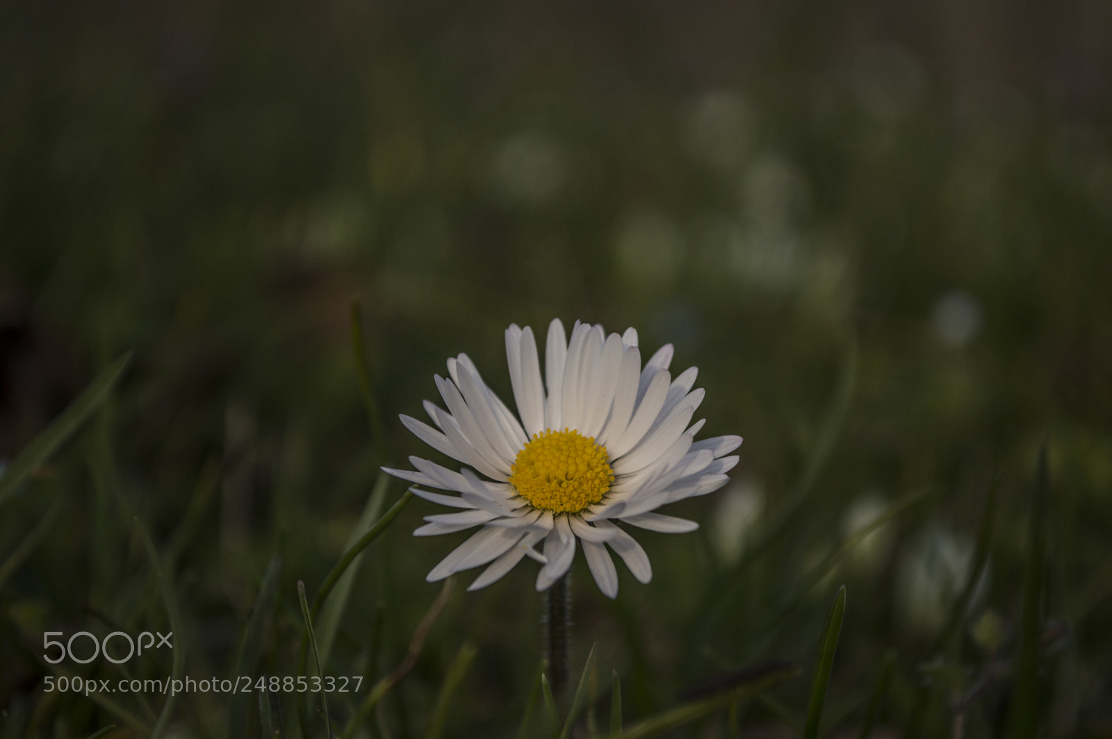 Nikon D3200 sample photo. Sping is coming :) photography