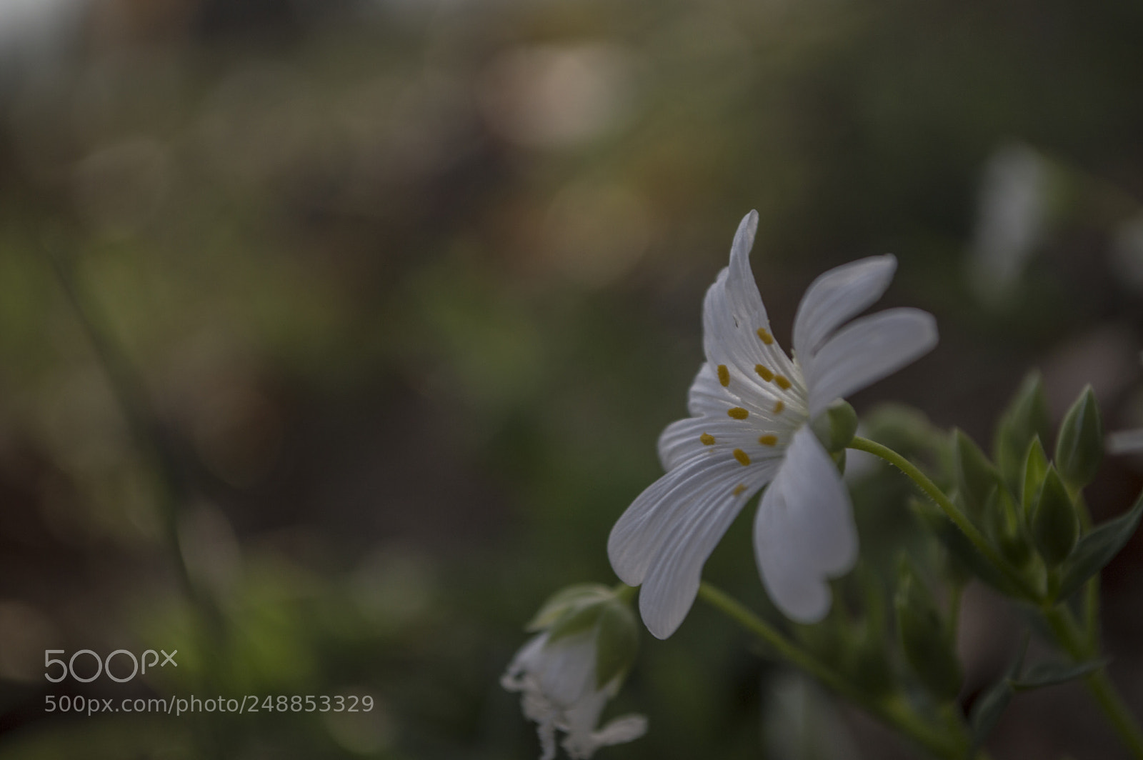 Nikon D3200 sample photo. Sping is coming :) photography
