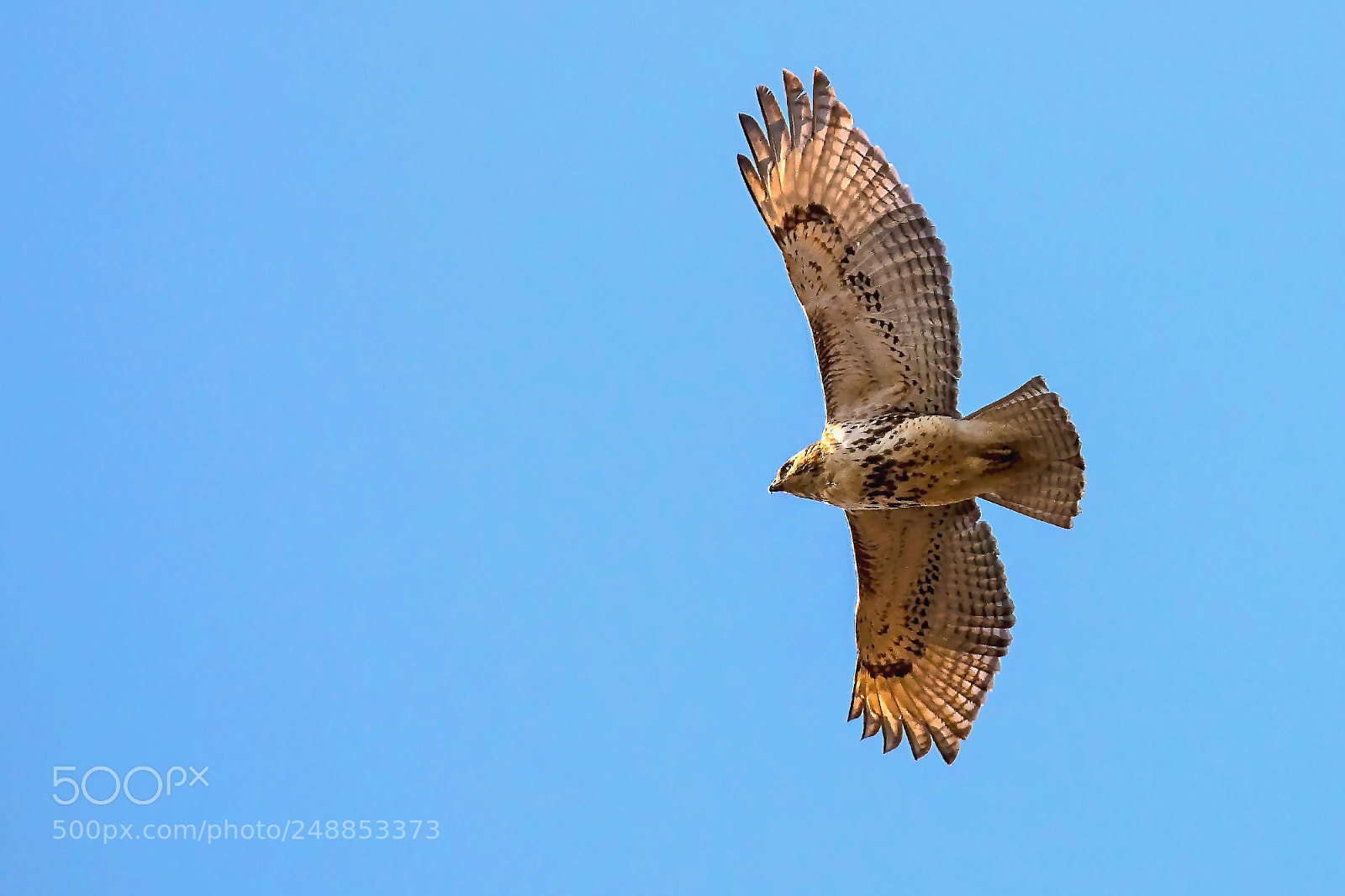 Canon EOS 5DS R sample photo. Red shouldered hawk photography