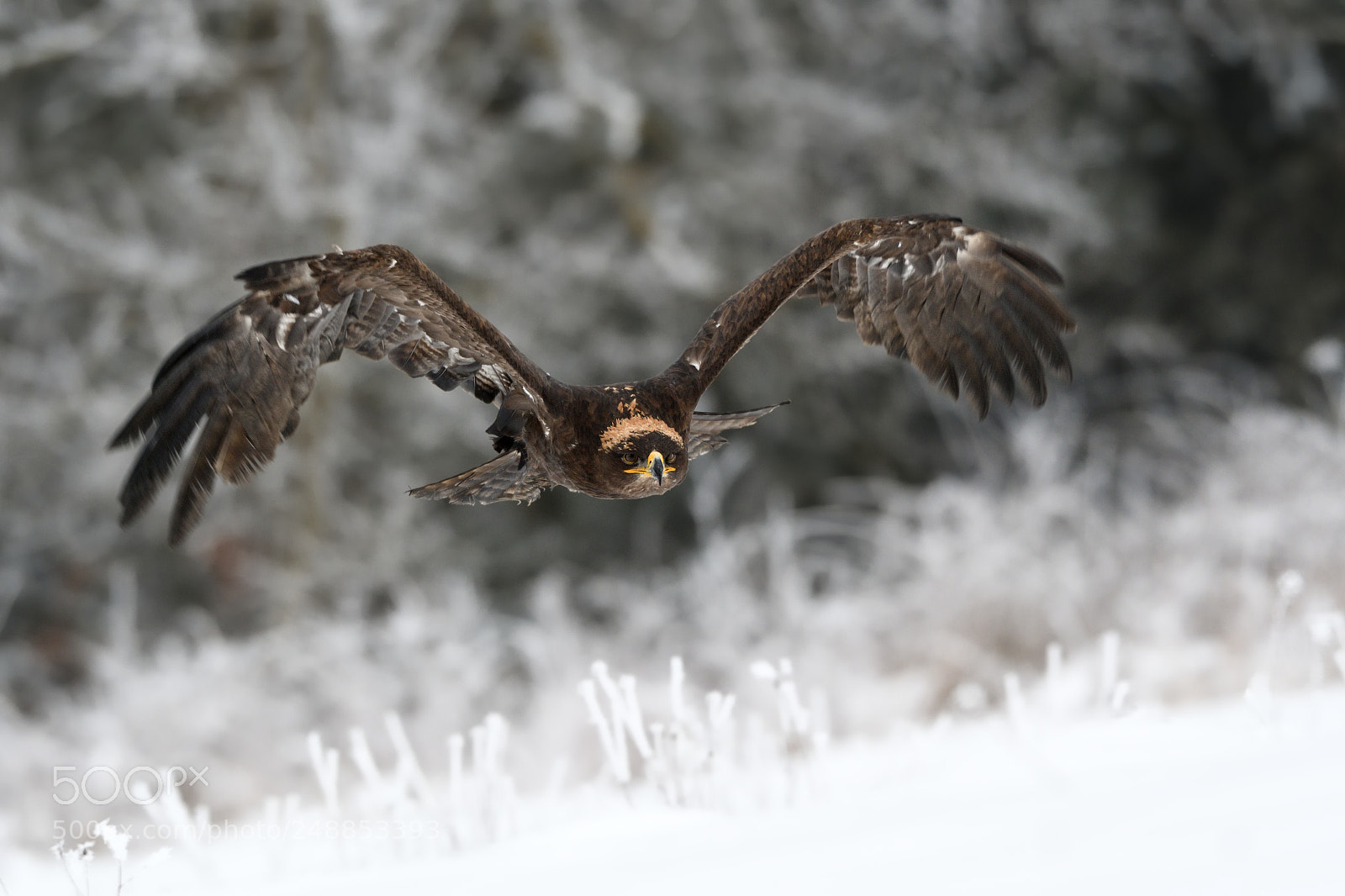 Nikon AF-S Nikkor 200-500mm F5.6E ED VR sample photo. Steppe eagle photography