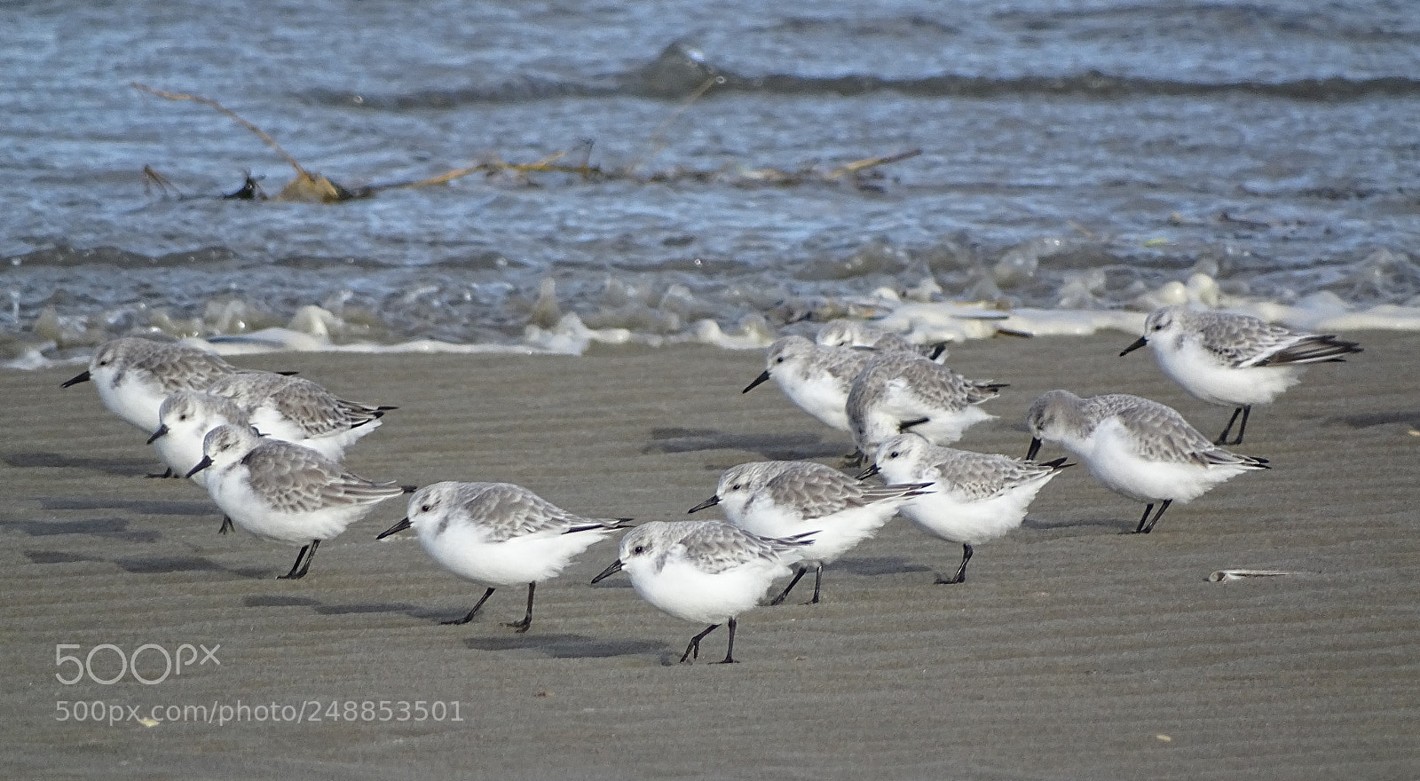 Sony Cyber-shot DSC-HX400V sample photo. Flock  of sea birds photography