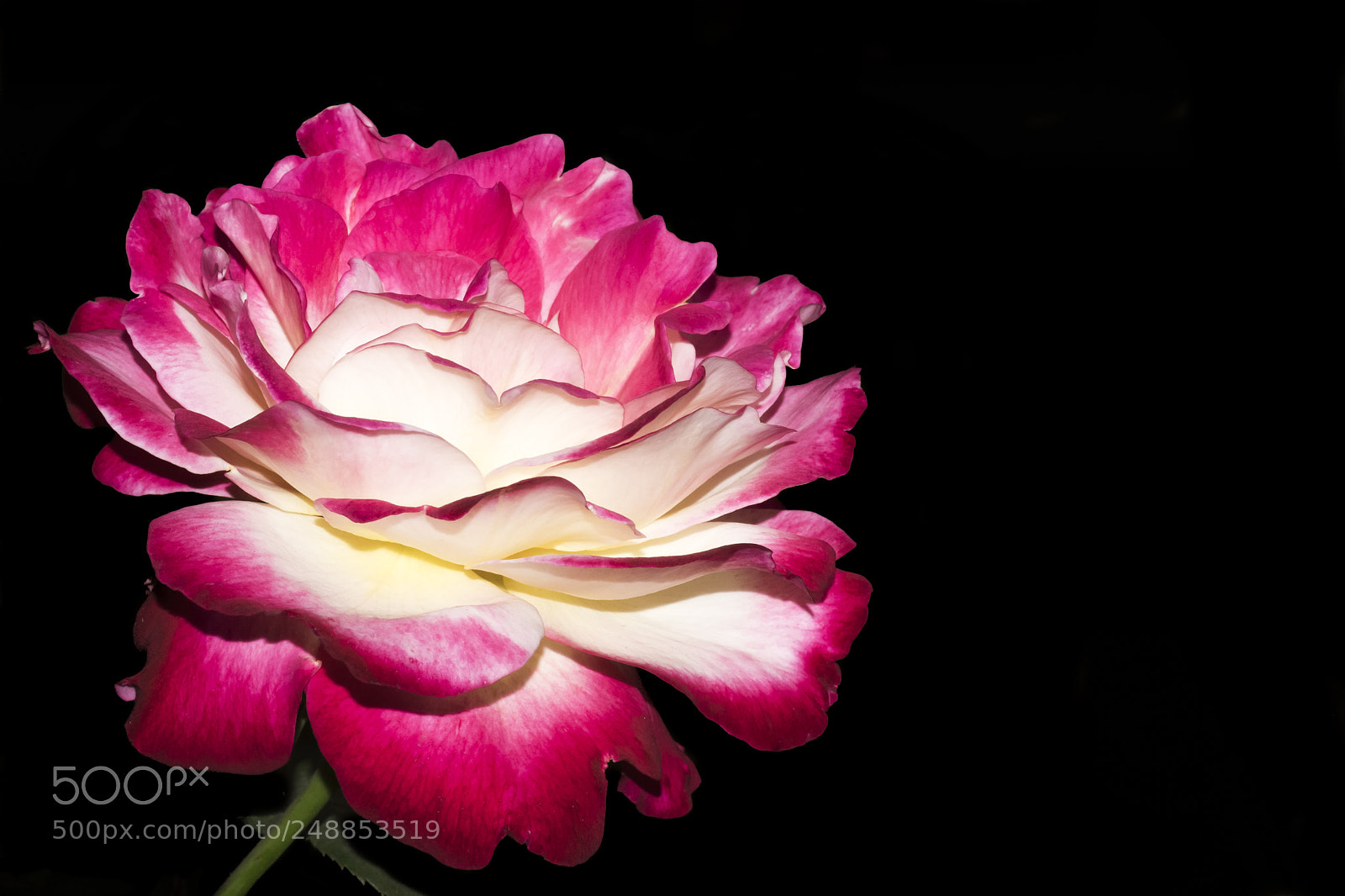 Nikon D5300 sample photo. The rose photography