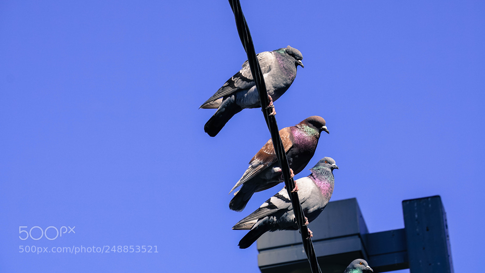 Sony a6000 sample photo. Birds in tel aviv photography