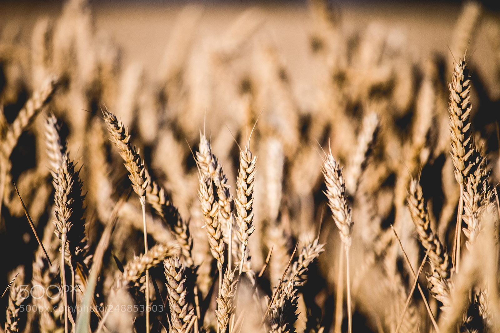 Canon EOS 700D (EOS Rebel T5i / EOS Kiss X7i) sample photo. Seeds of summer photography