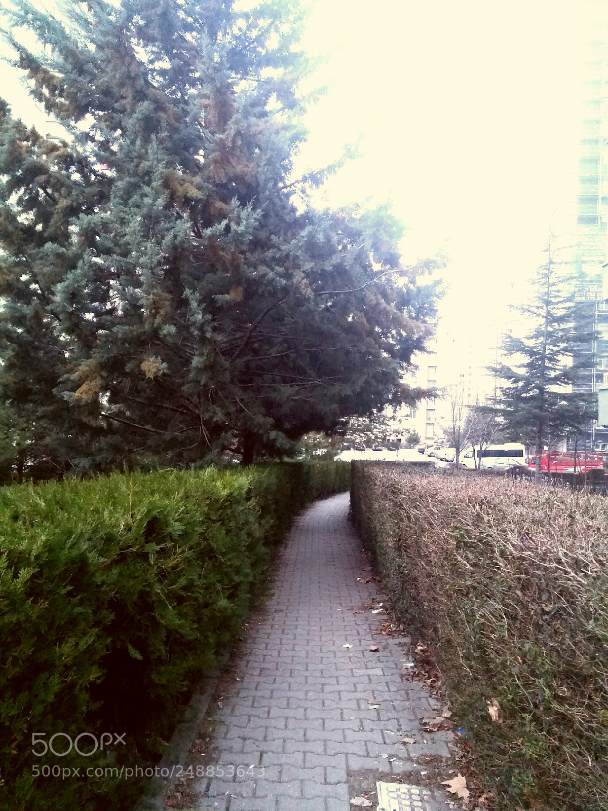 LG G3 sample photo. Ro-ad photography