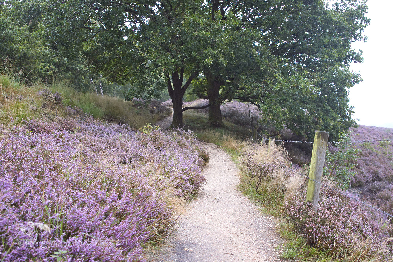 Sony SLT-A65 (SLT-A65V) sample photo. Small path photography