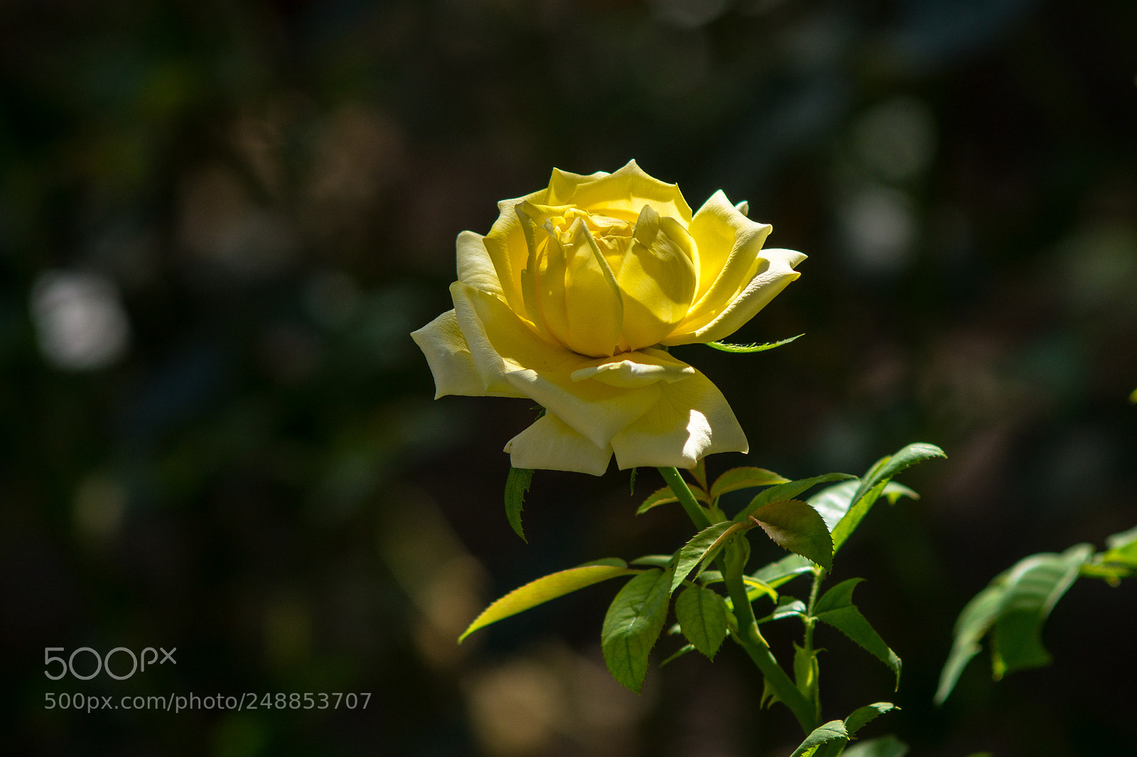 Sony SLT-A58 sample photo. Dsc photography