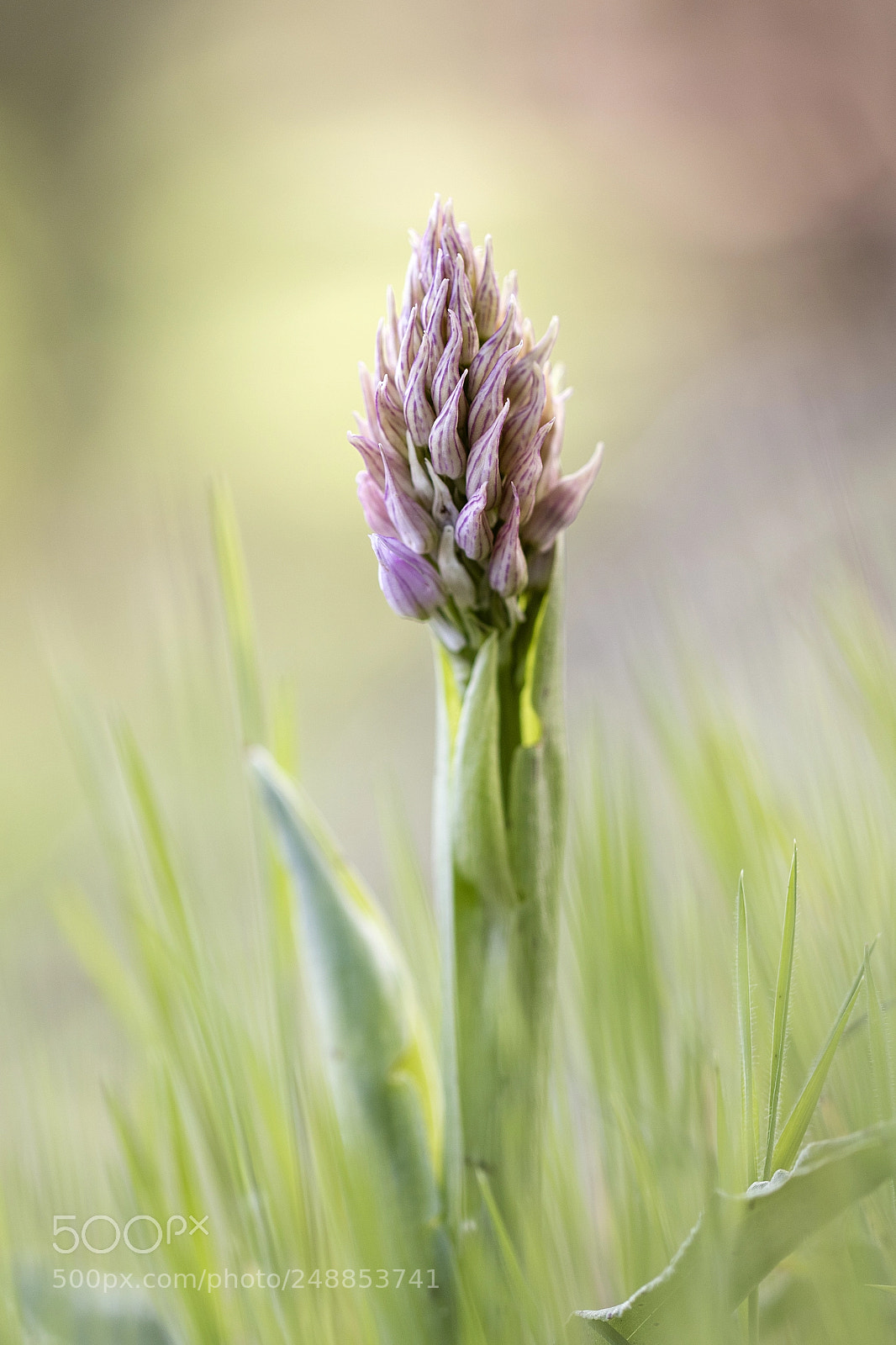 Canon EOS 7D Mark II sample photo. Floreciendo photography