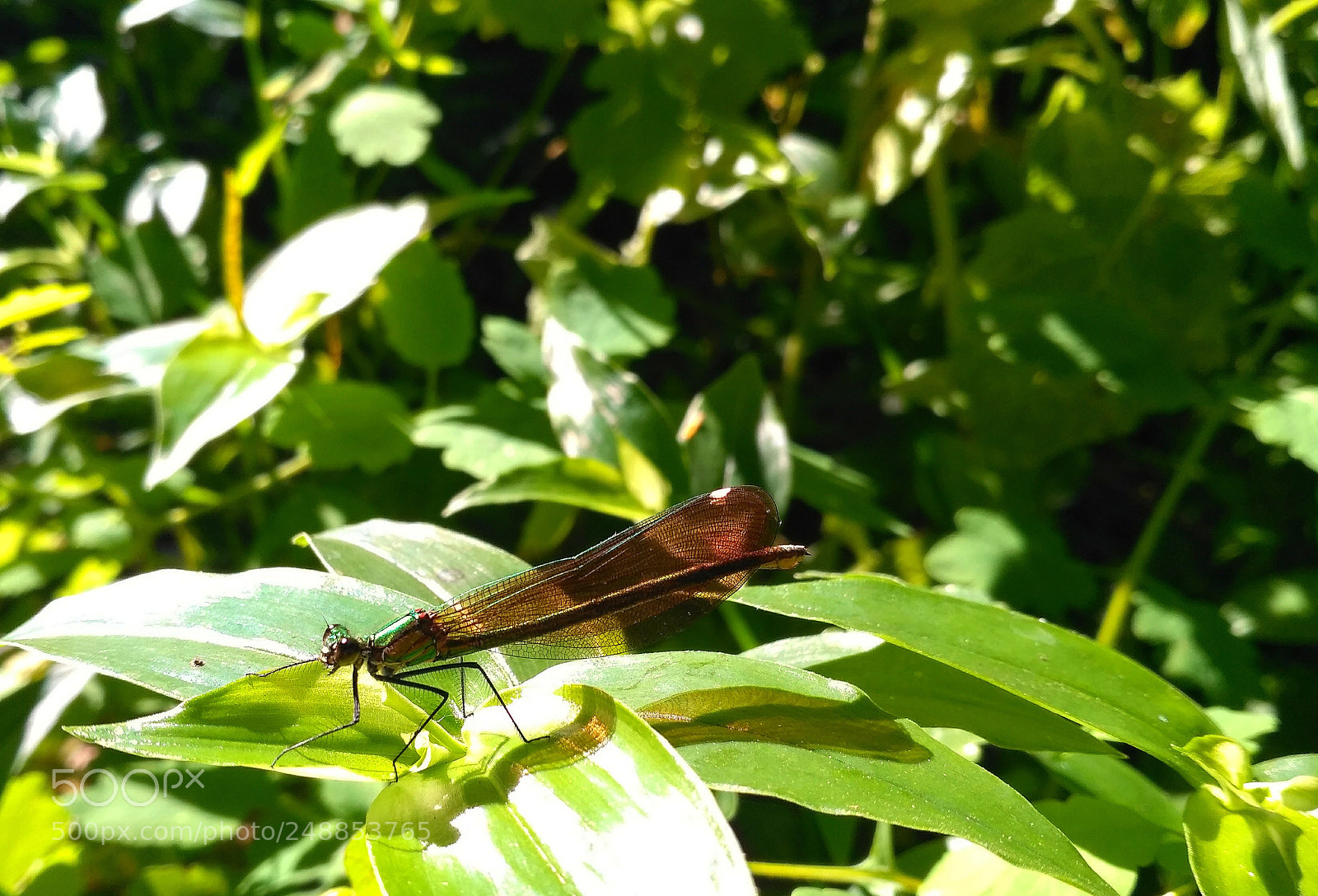 Xiaomi Redmi 3S sample photo. Untitled photography