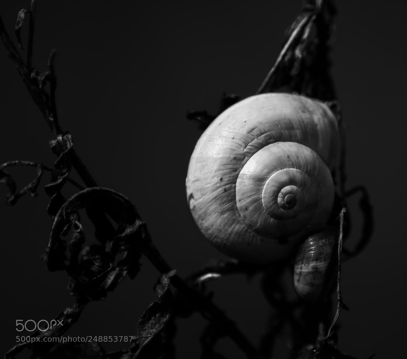 Canon EOS 1200D (EOS Rebel T5 / EOS Kiss X70 / EOS Hi) sample photo. Snail photography