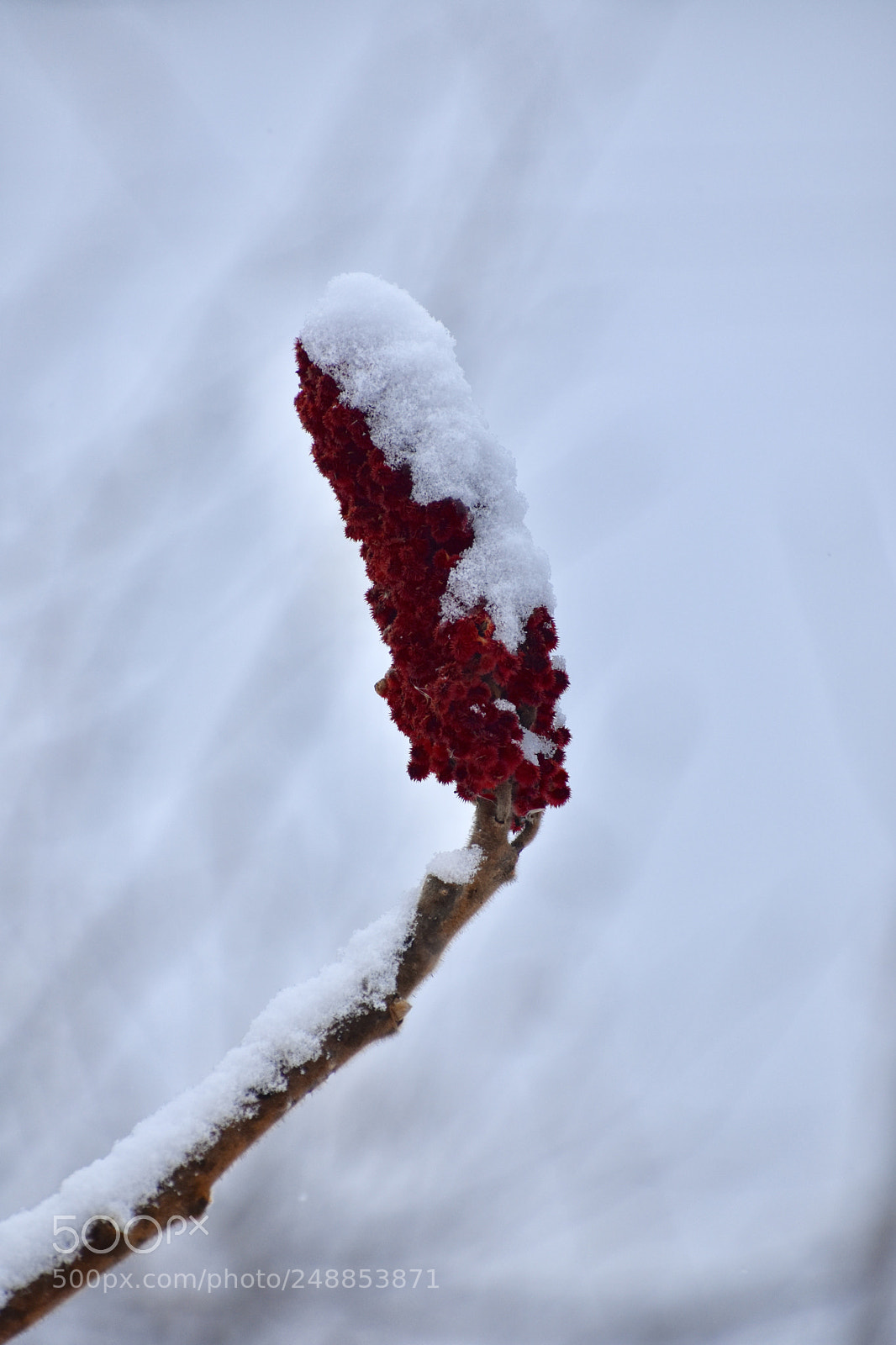 Nikon D3400 sample photo. New fallen snow photography
