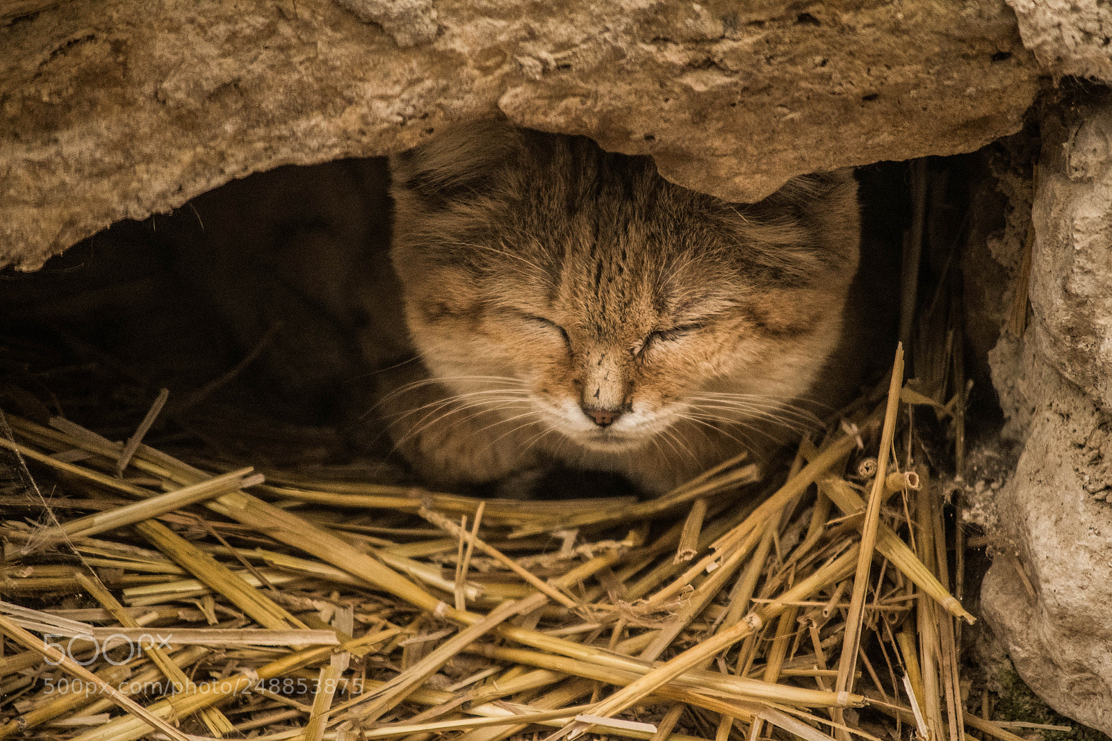 Nikon D500 sample photo. Chat photography