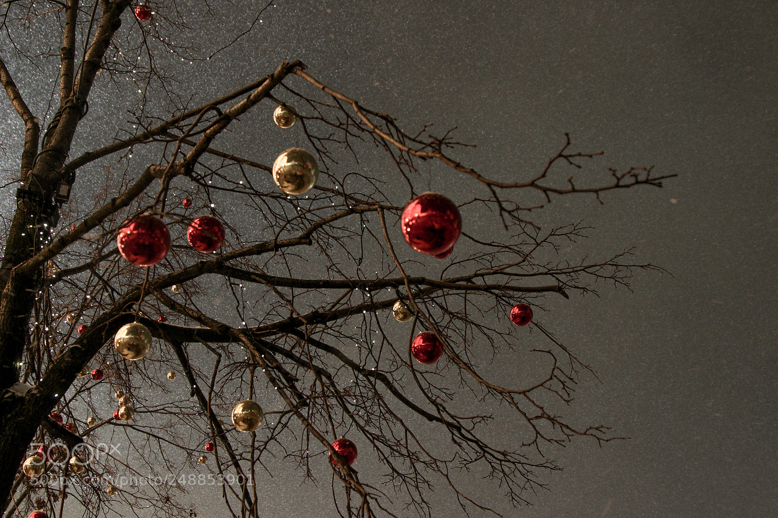 Canon EOS 600D (Rebel EOS T3i / EOS Kiss X5) sample photo. New year tree photography