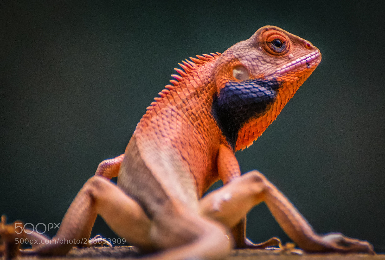 Nikon D5300 sample photo. Lizard photography