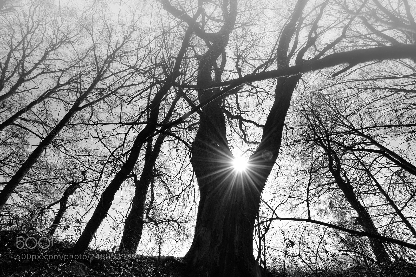 Nikon D5500 sample photo. Between sun photography