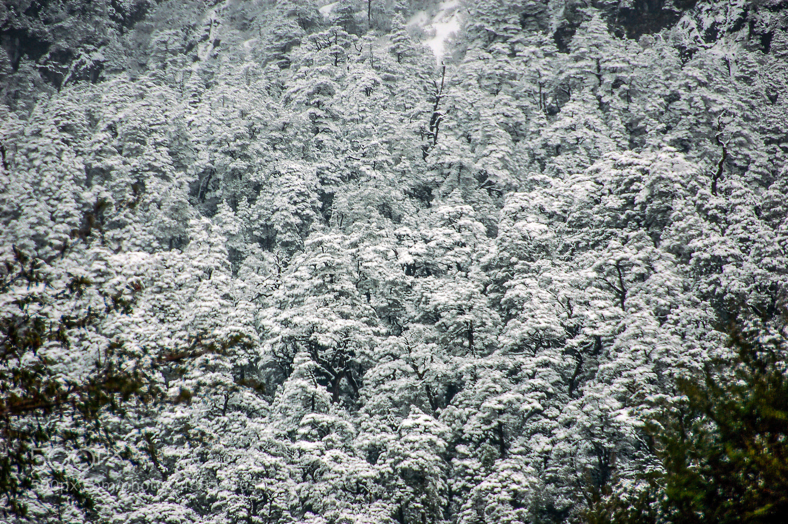 Nikon D50 sample photo. Springtime in patagonia photography