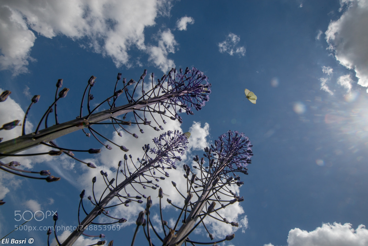 Nikon D800 sample photo. -- photography