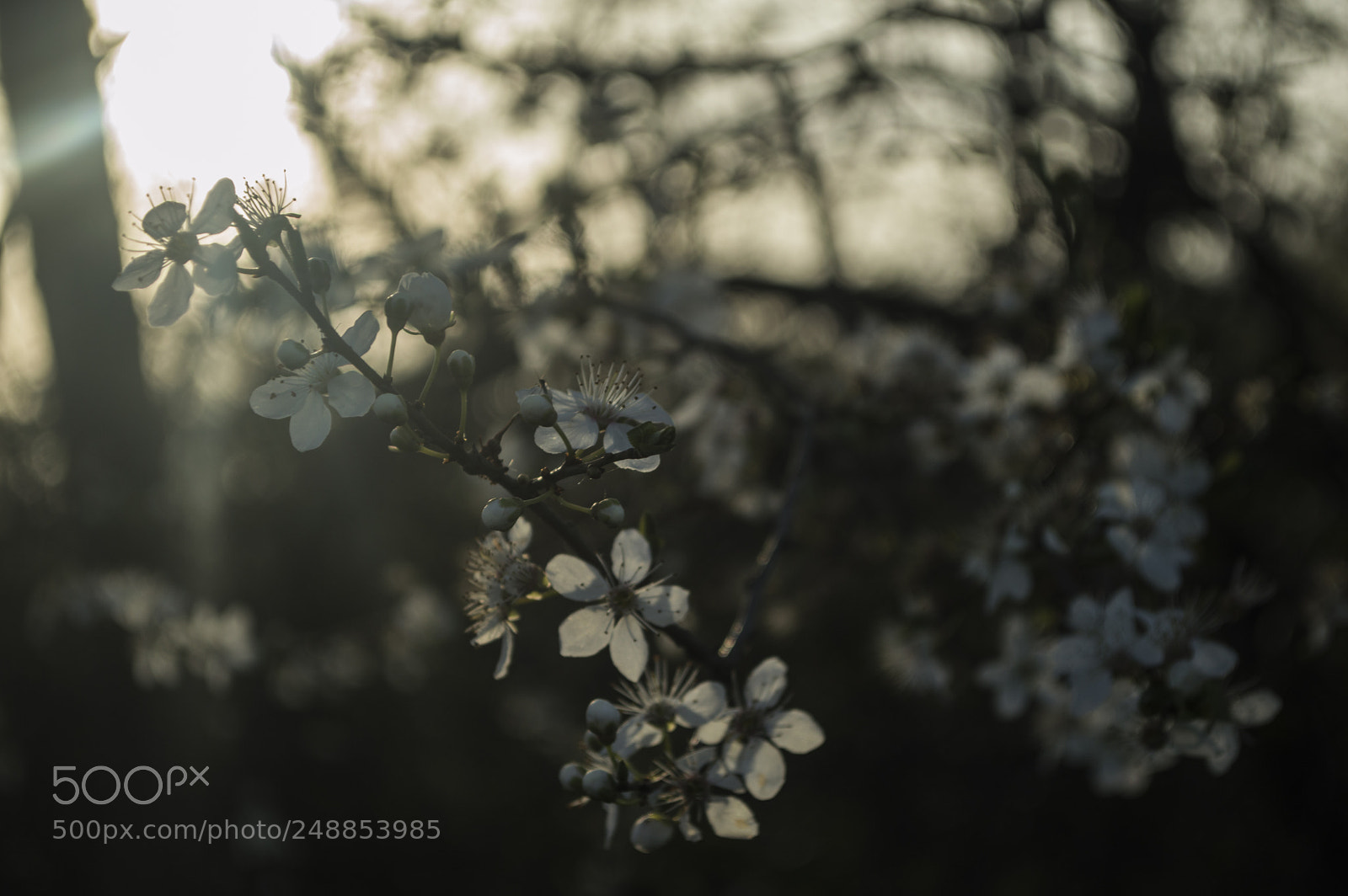 Nikon D3200 sample photo. Sping is coming :) photography