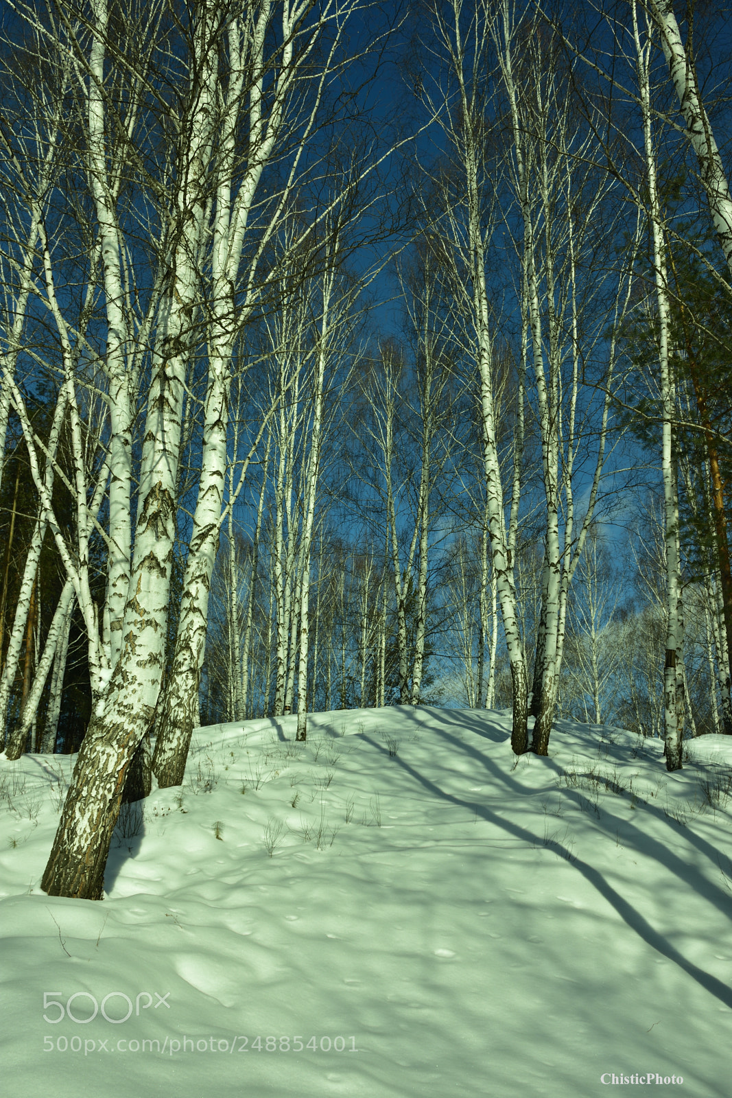 Nikon D7200 sample photo. Birch landscape photography