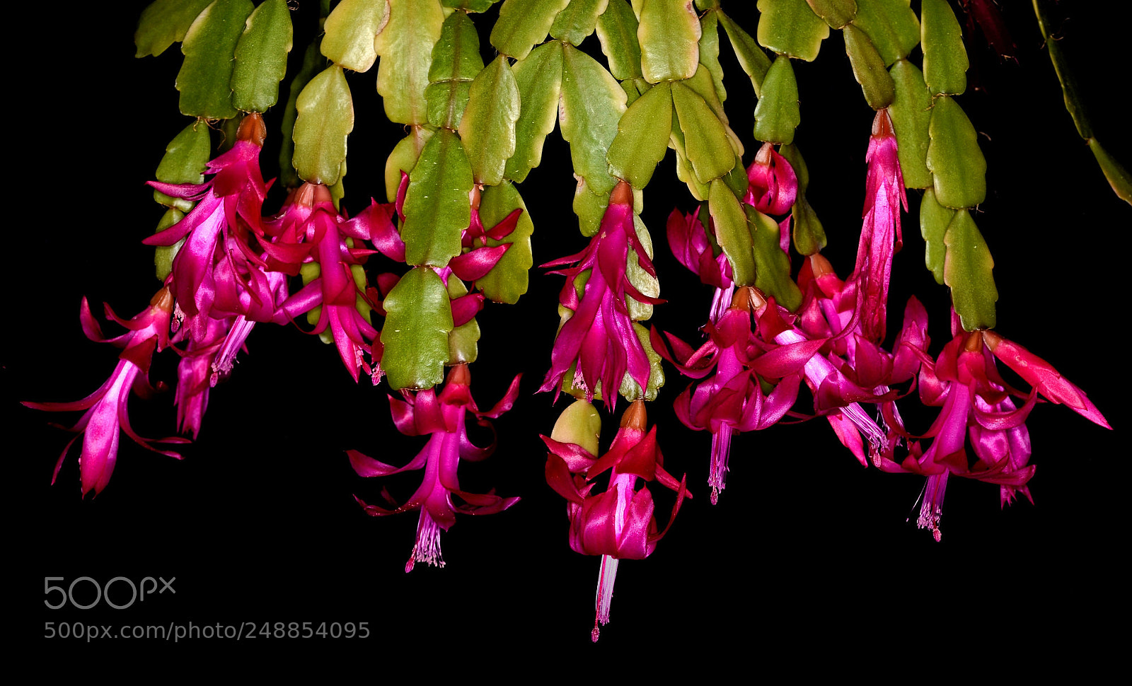 Nikon D7000 sample photo. Christmas cactus in full photography