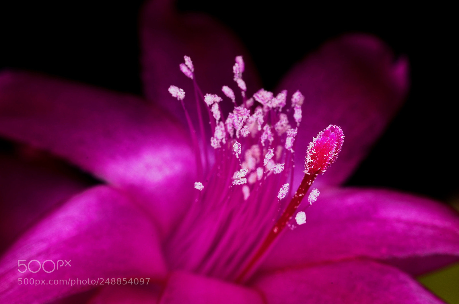 Nikon D7000 sample photo. Christmas cactus - details 1 photography