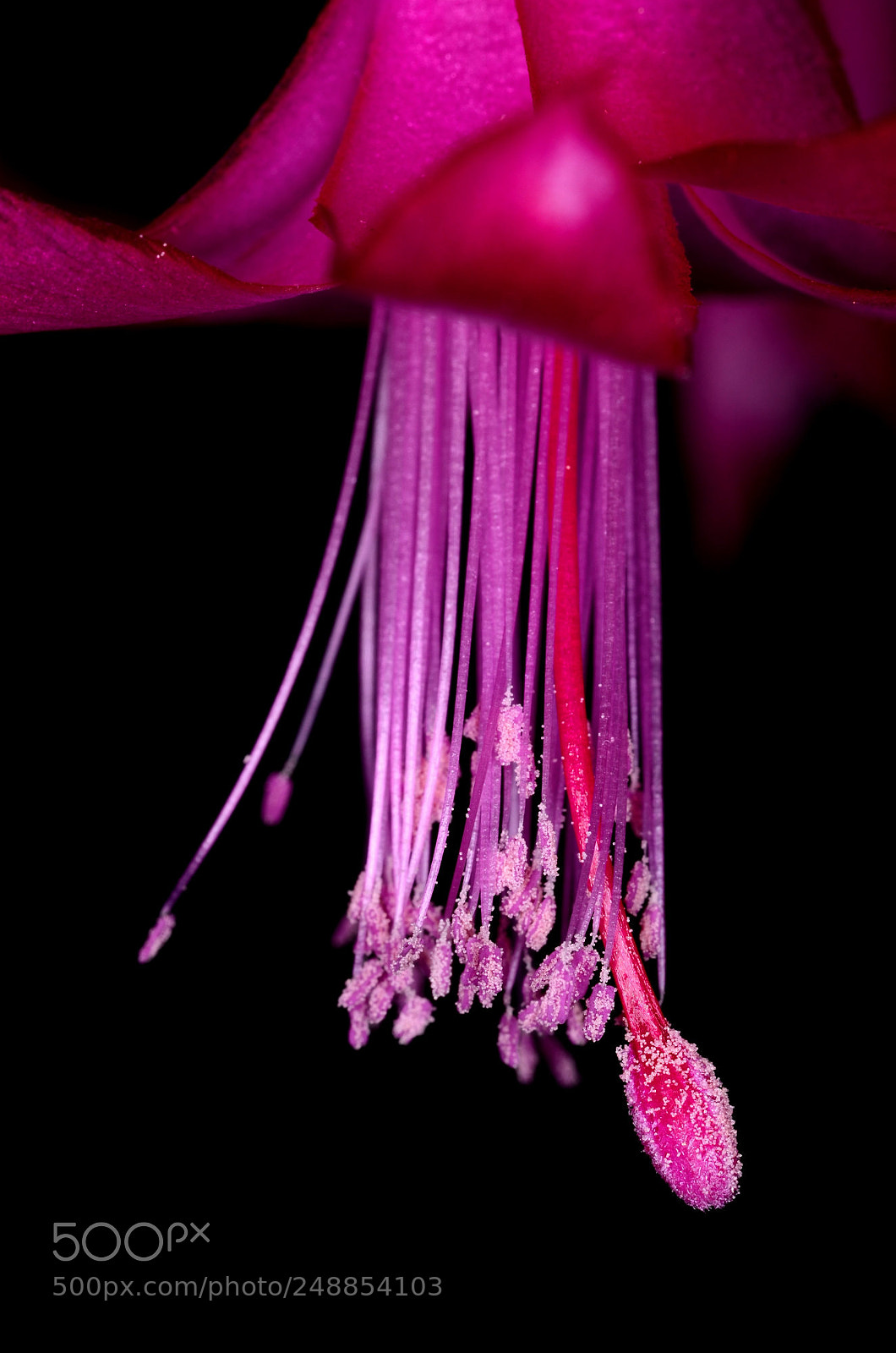 Nikon D7000 sample photo. Christmas cactus - details 2 photography