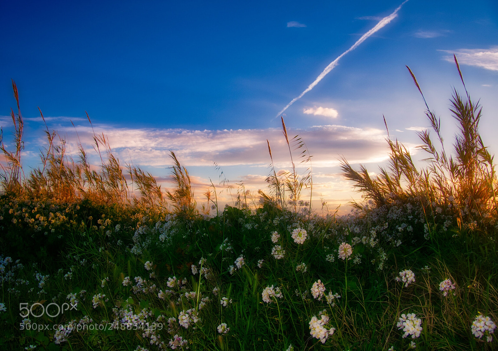 Panasonic Lumix DMC-GX85 (Lumix DMC-GX80 / Lumix DMC-GX7 Mark II) sample photo. Sunset among the grass photography