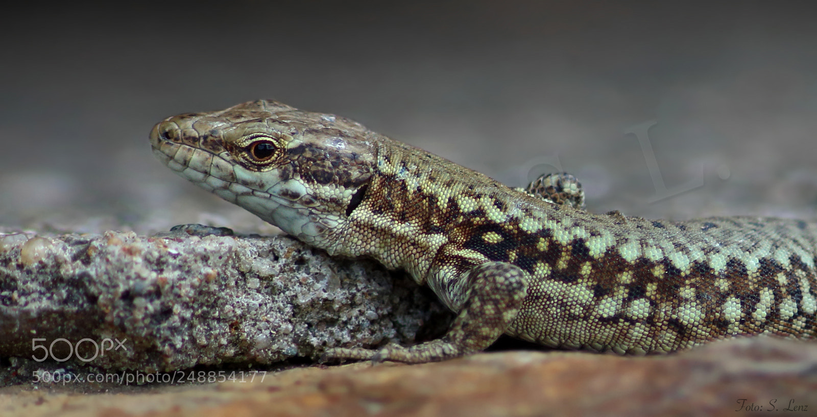 Canon EOS 650D (EOS Rebel T4i / EOS Kiss X6i) sample photo. Lizard portrait photography
