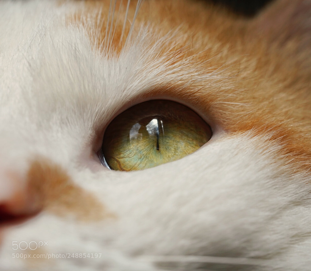 Sony a7R III sample photo. My eyes always watch photography