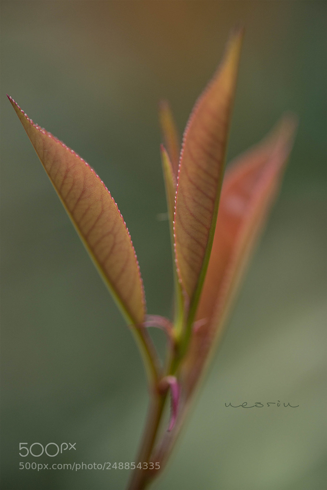 Nikon D610 sample photo. Untitled photography