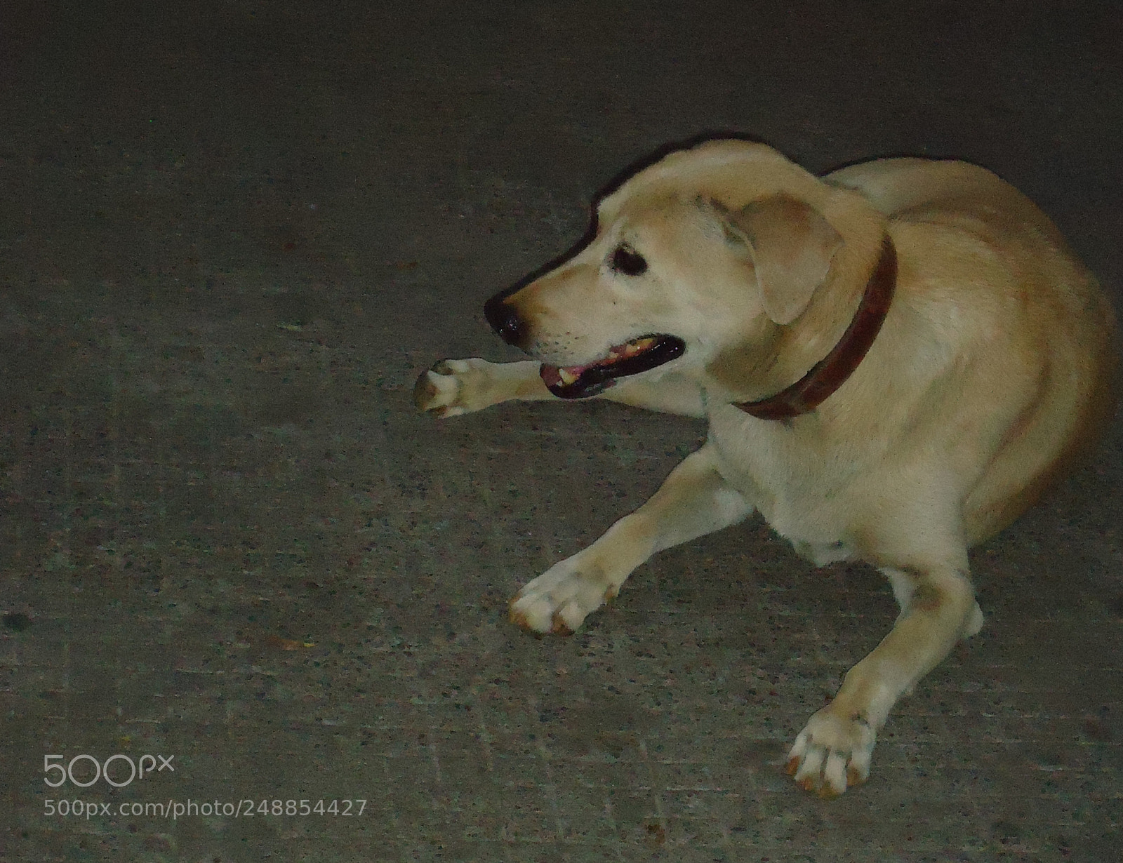 Sony Cyber-shot DSC-W610 sample photo. Labrador dor photography