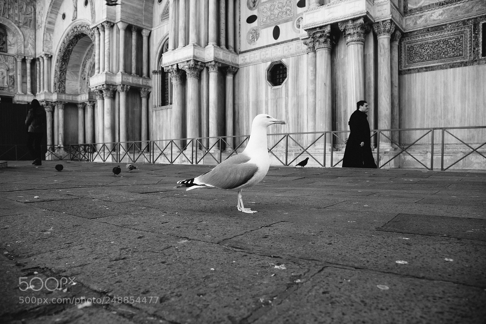 Canon EOS 6D sample photo. Seagull and priest photography