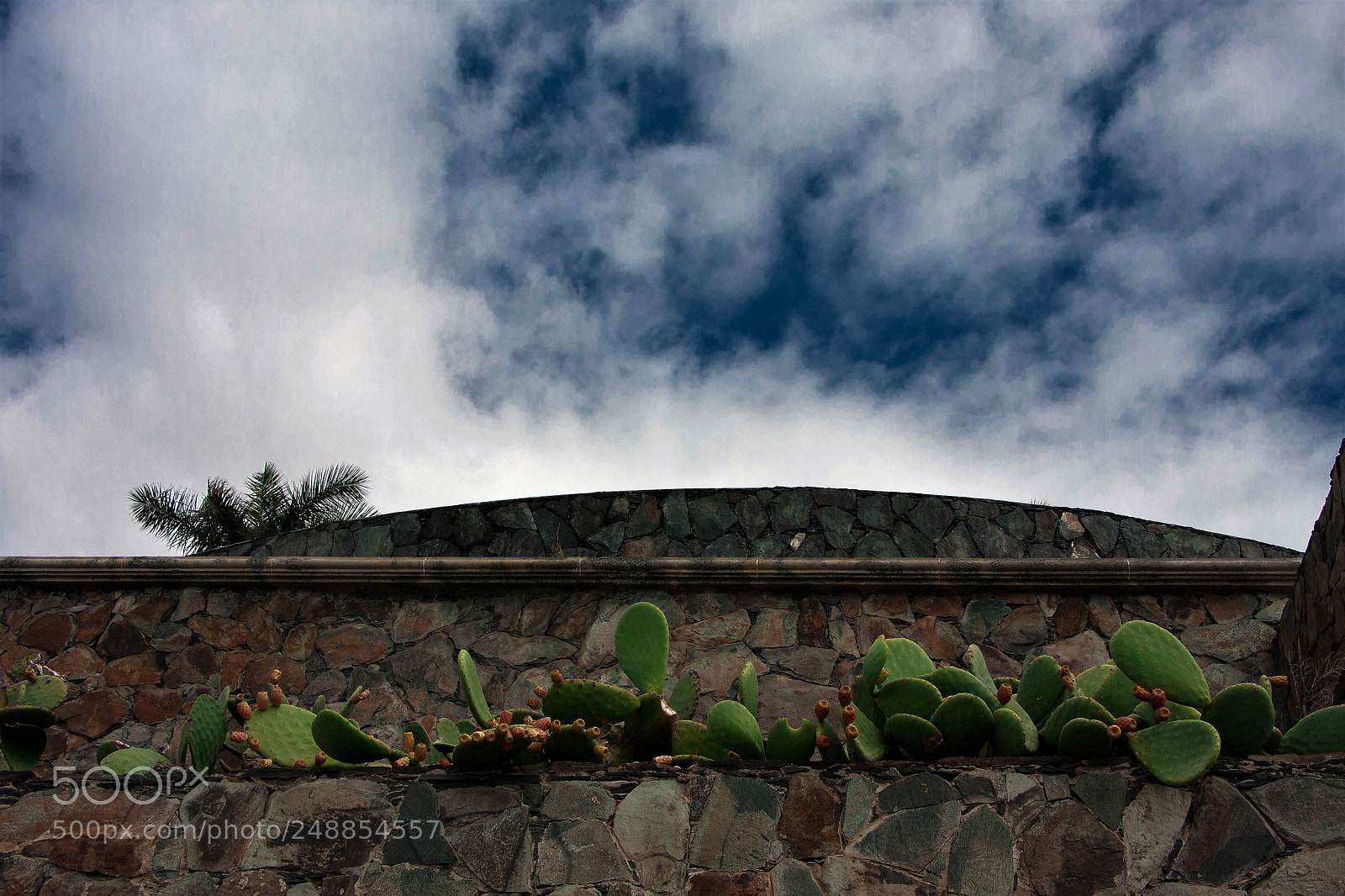 Canon EOS 40D sample photo. Cactus in the sky photography