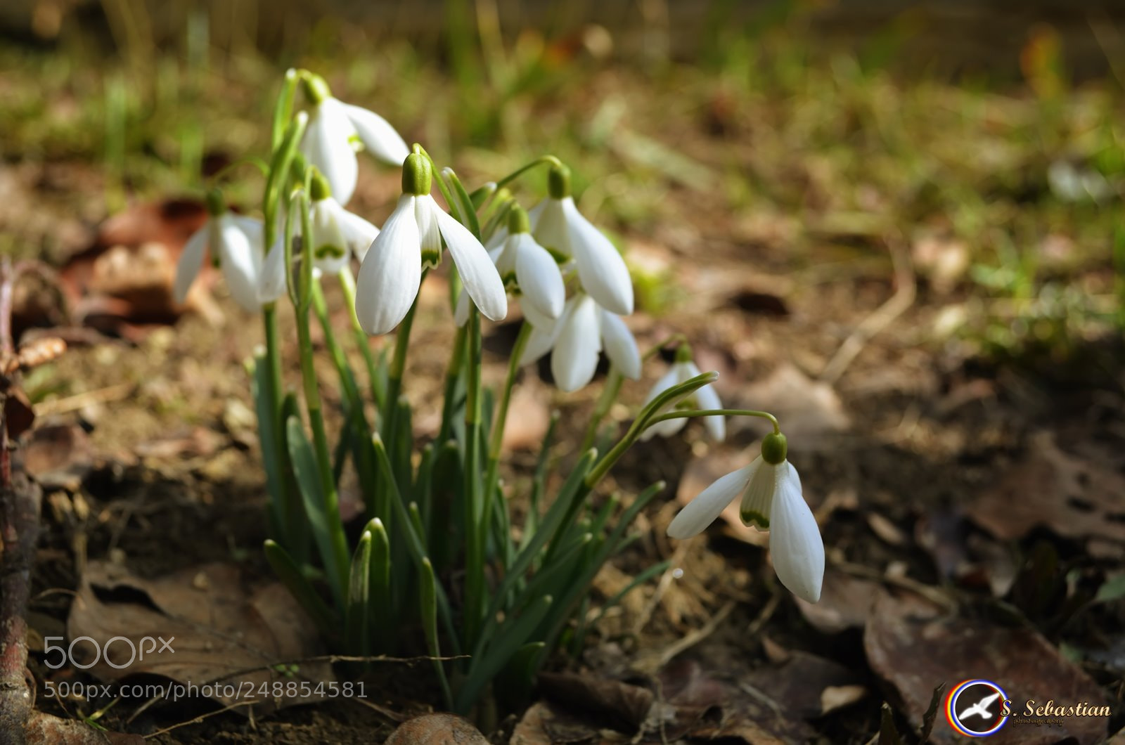 Nikon D5100 sample photo. Spring time photography
