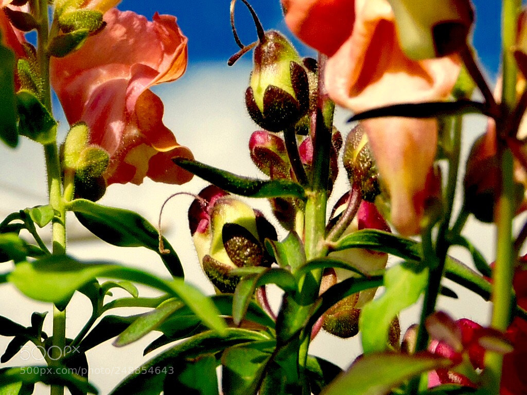 Nikon Coolpix P600 sample photo. Snapdragons photography